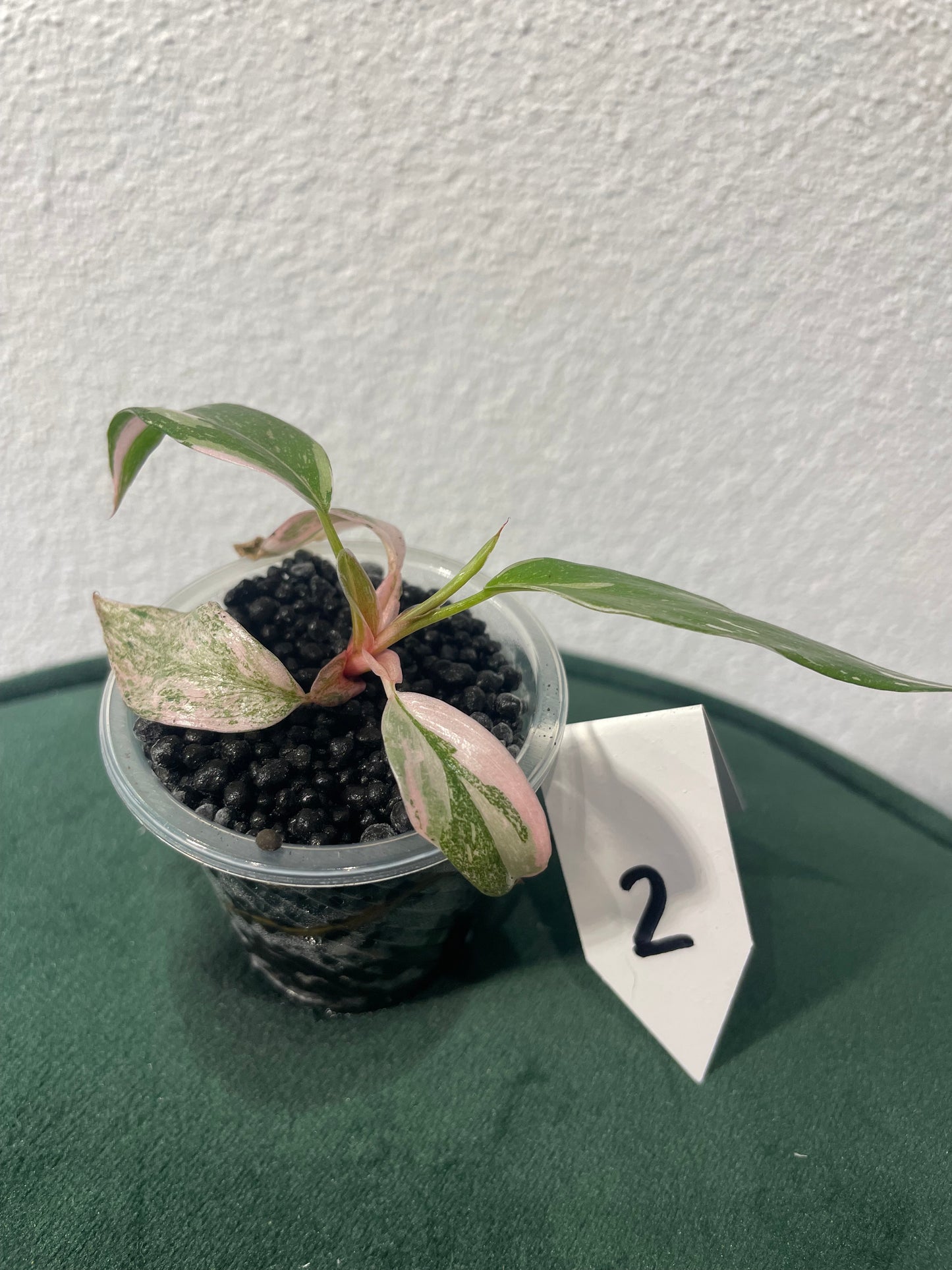 Philodendron Pink Princess