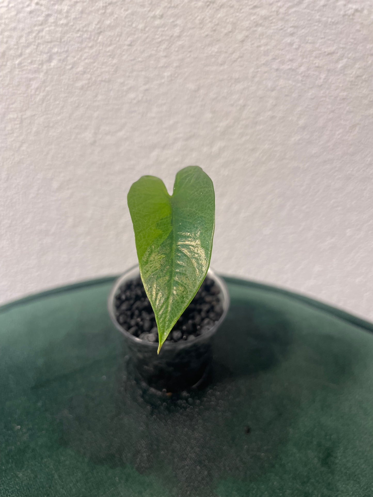 Alocasia Scalprum Aurea