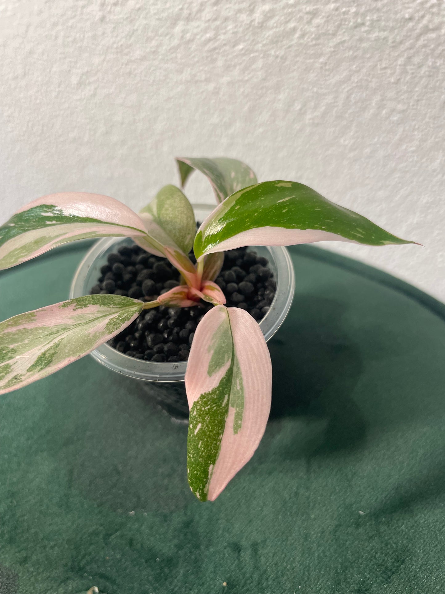 Philodendron Pink Princess