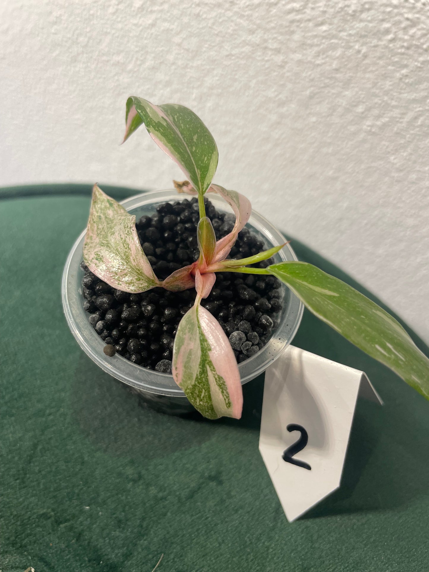 Philodendron Pink Princess