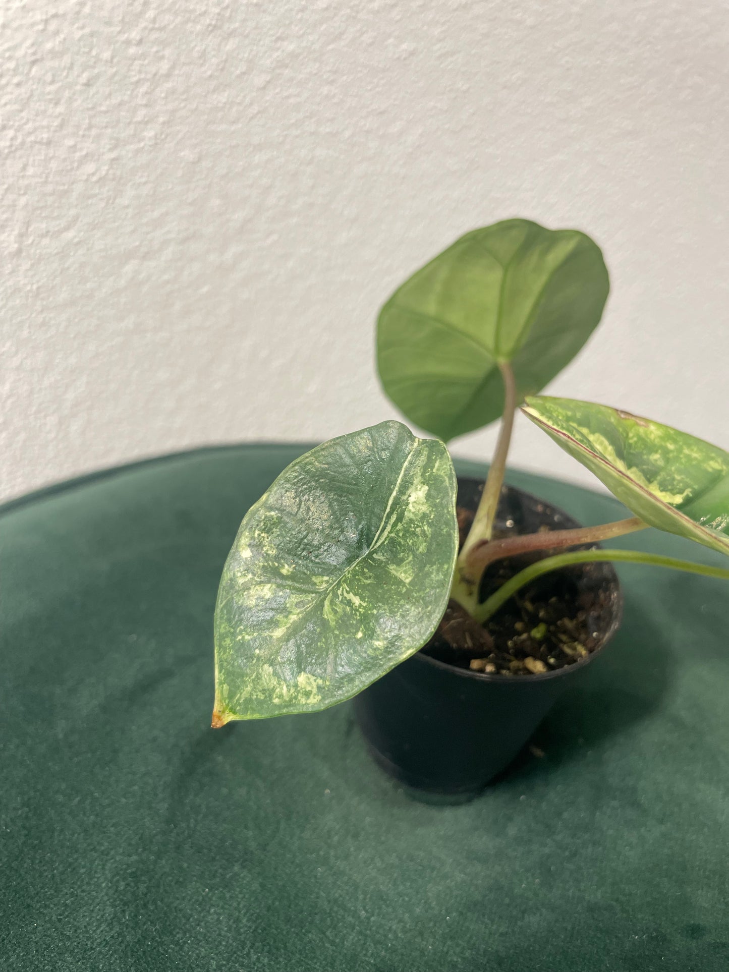 Alocasia Platinum Albo Variegata