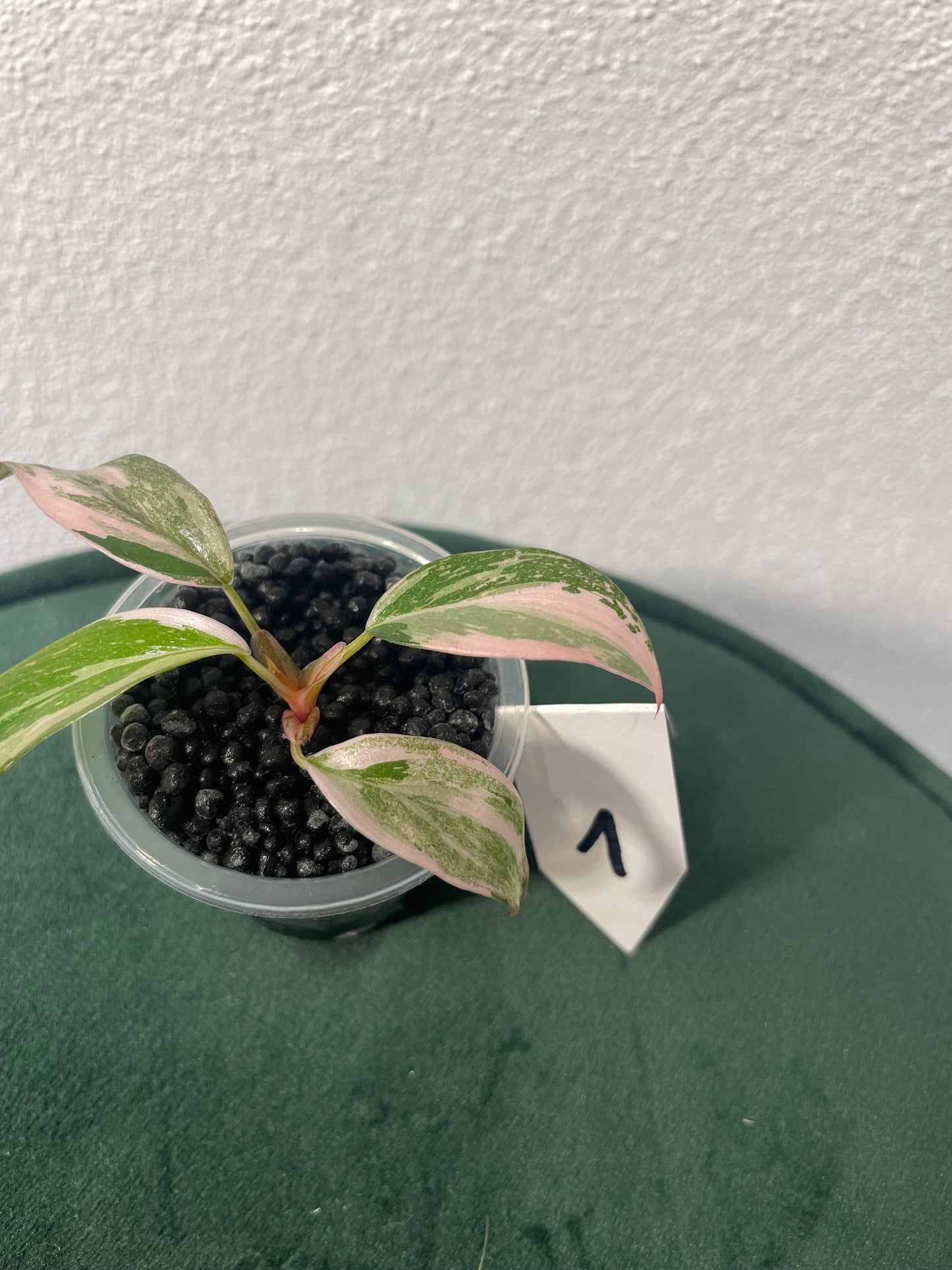 Philodendron Pink Princess