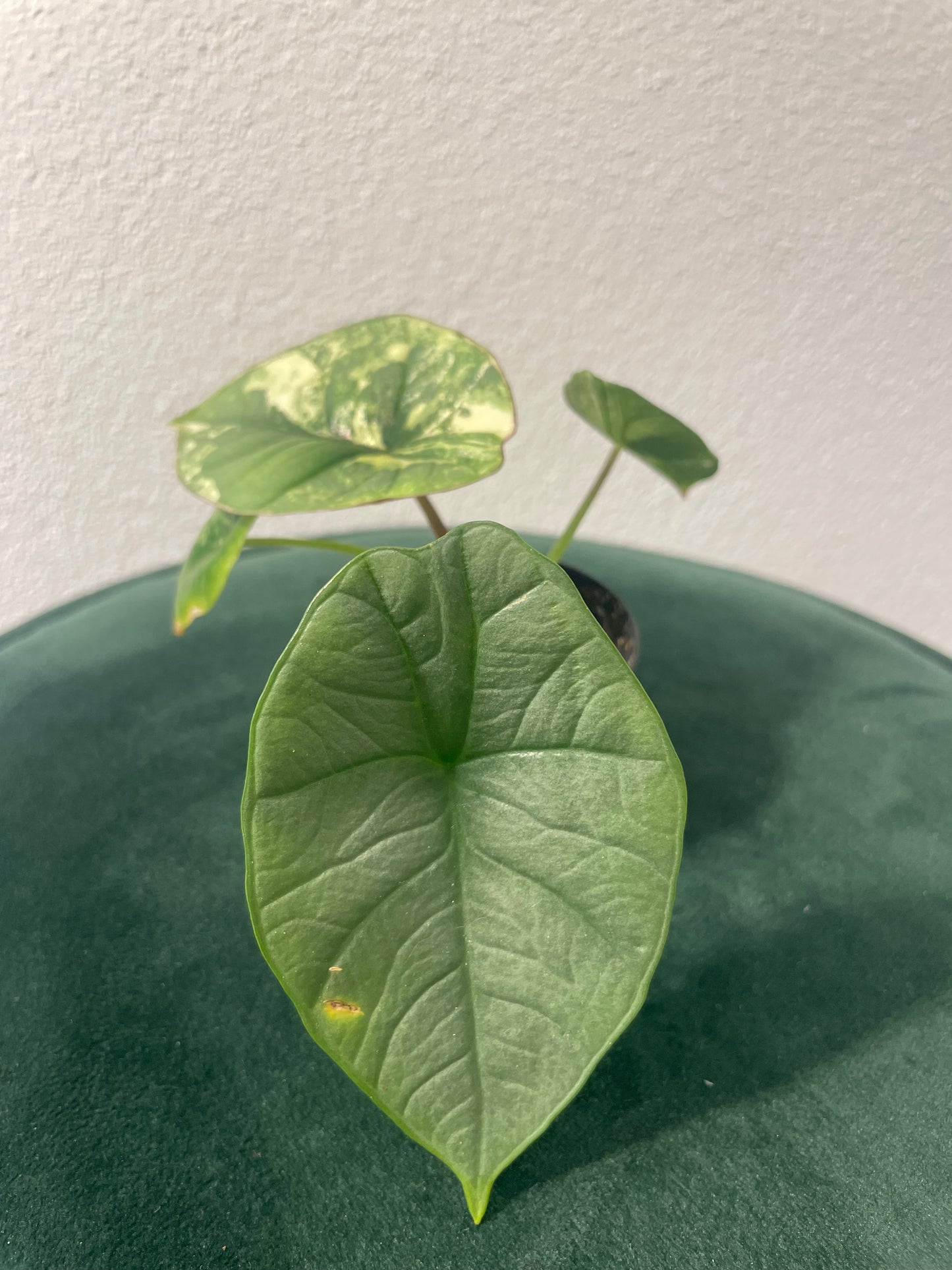 Alocasia Platinum Albo Variegata