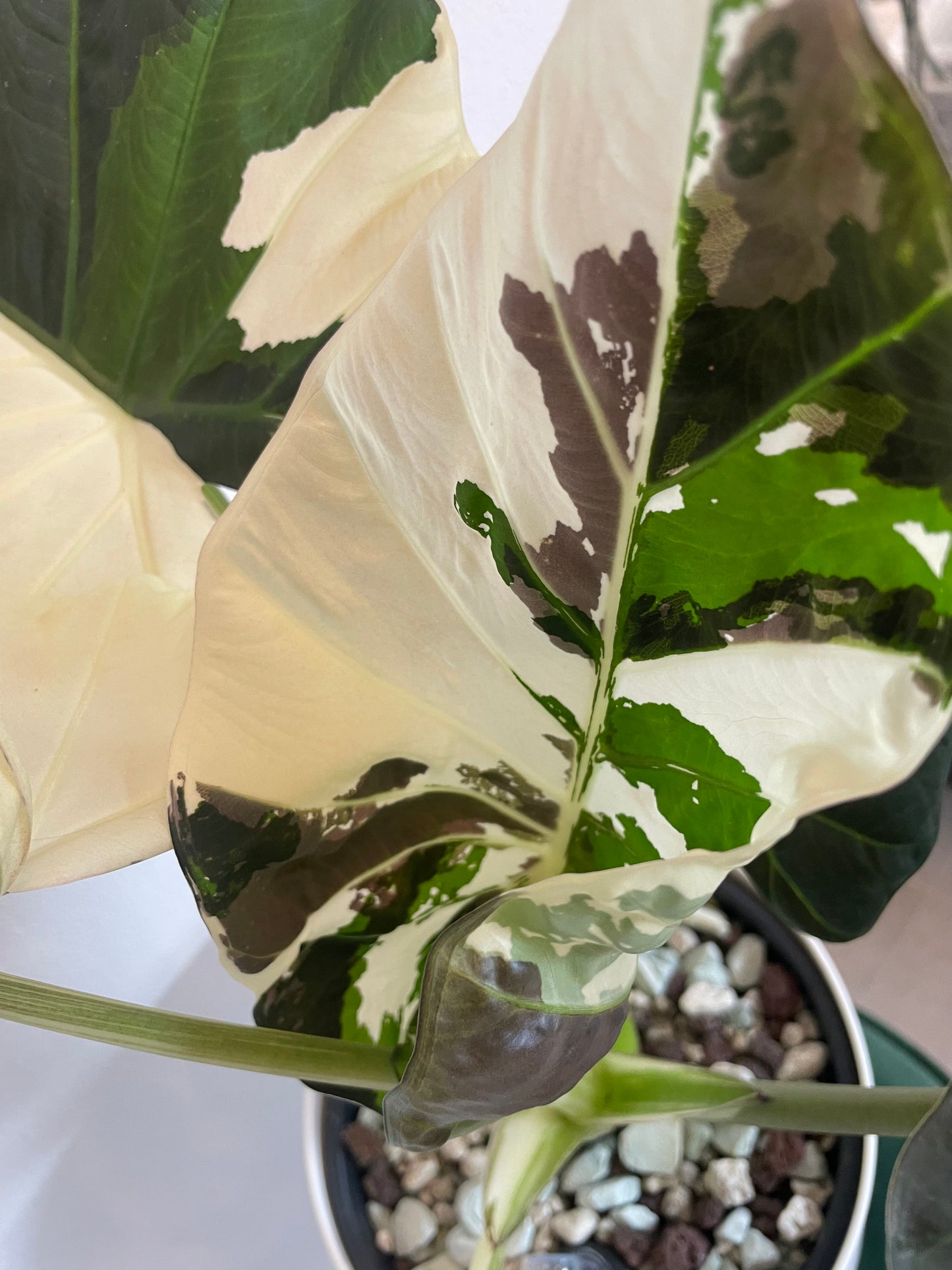 Alocasia Regal Shield Albo Variegata