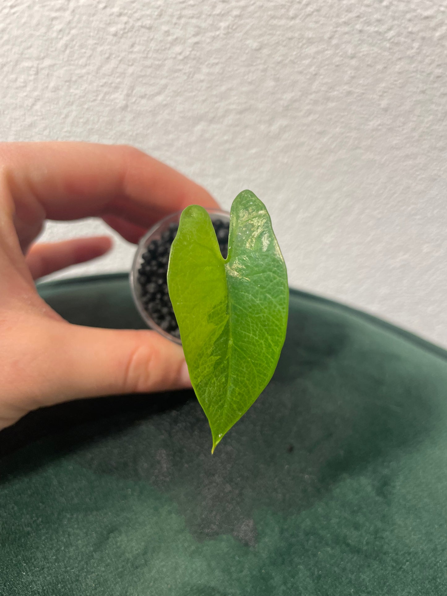 Alocasia Scalprum Aurea