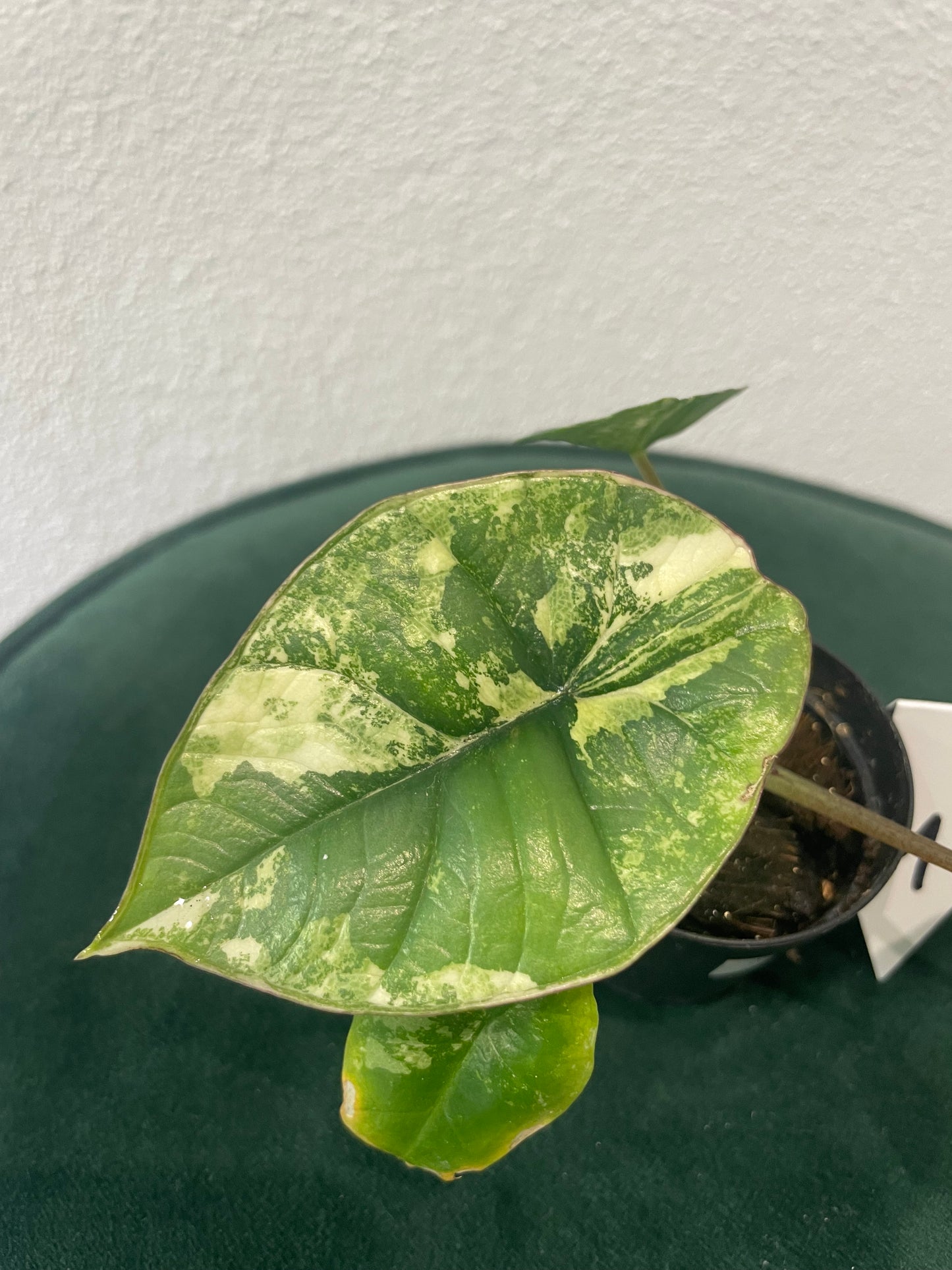 Alocasia Platinum Albo Variegata