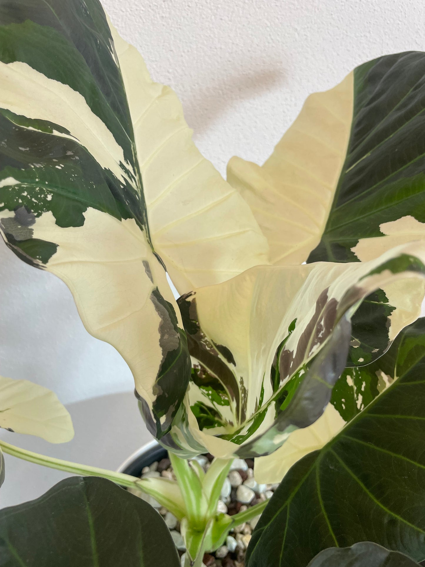 Alocasia Regal Shield Albo Variegata