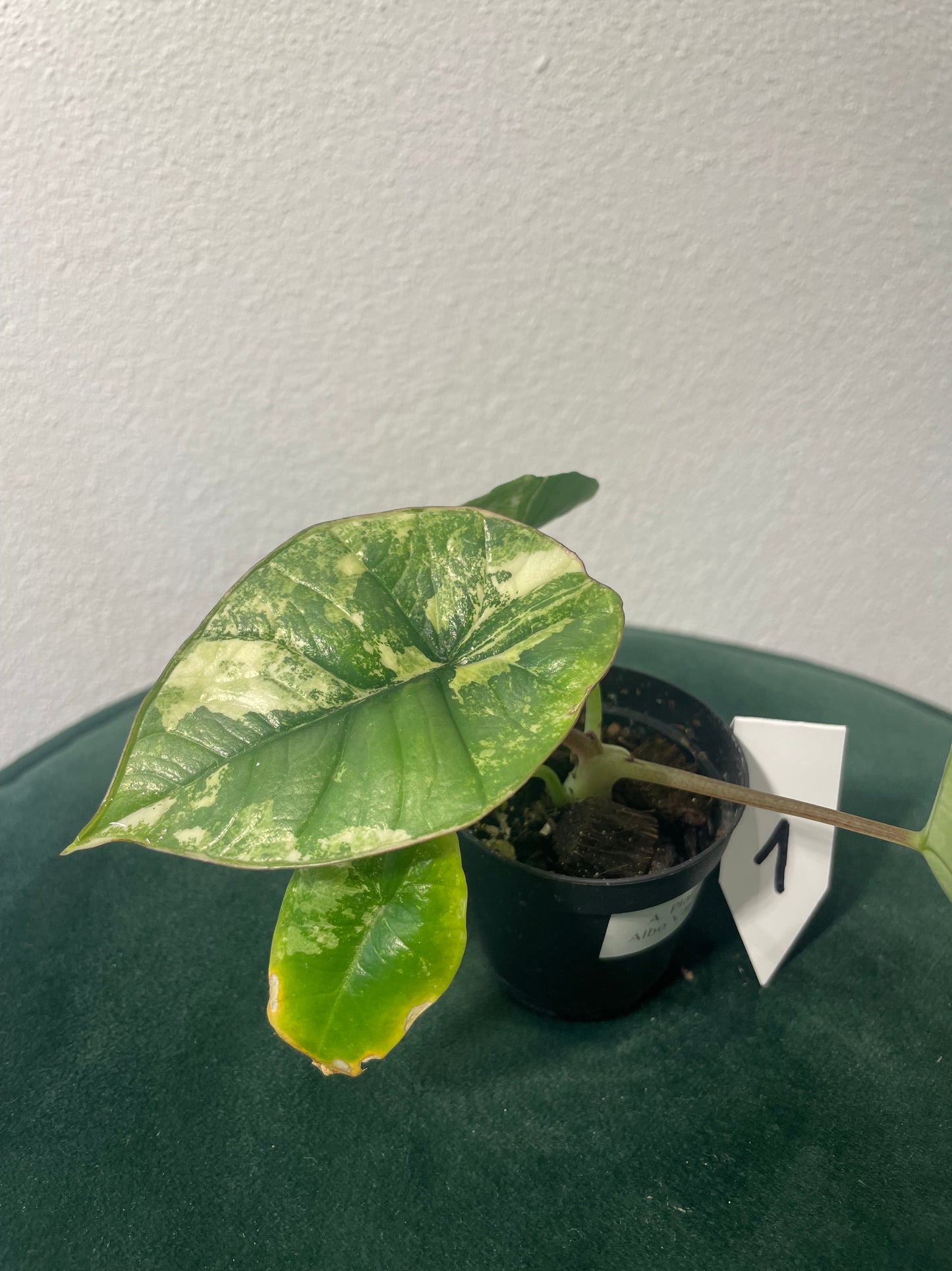 Alocasia Platinum Albo Variegata