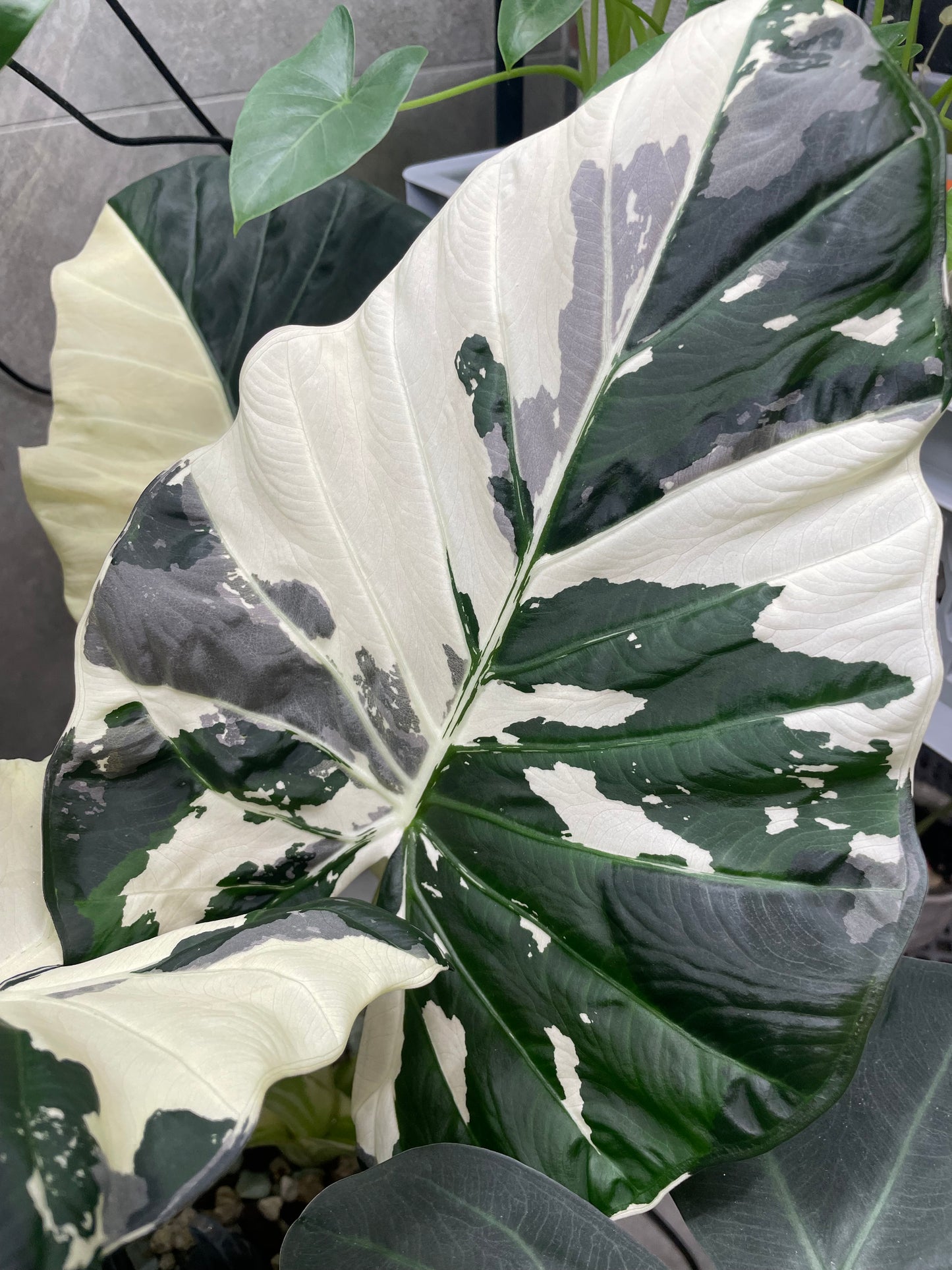 Alocasia Regal Shield Albo Variegata