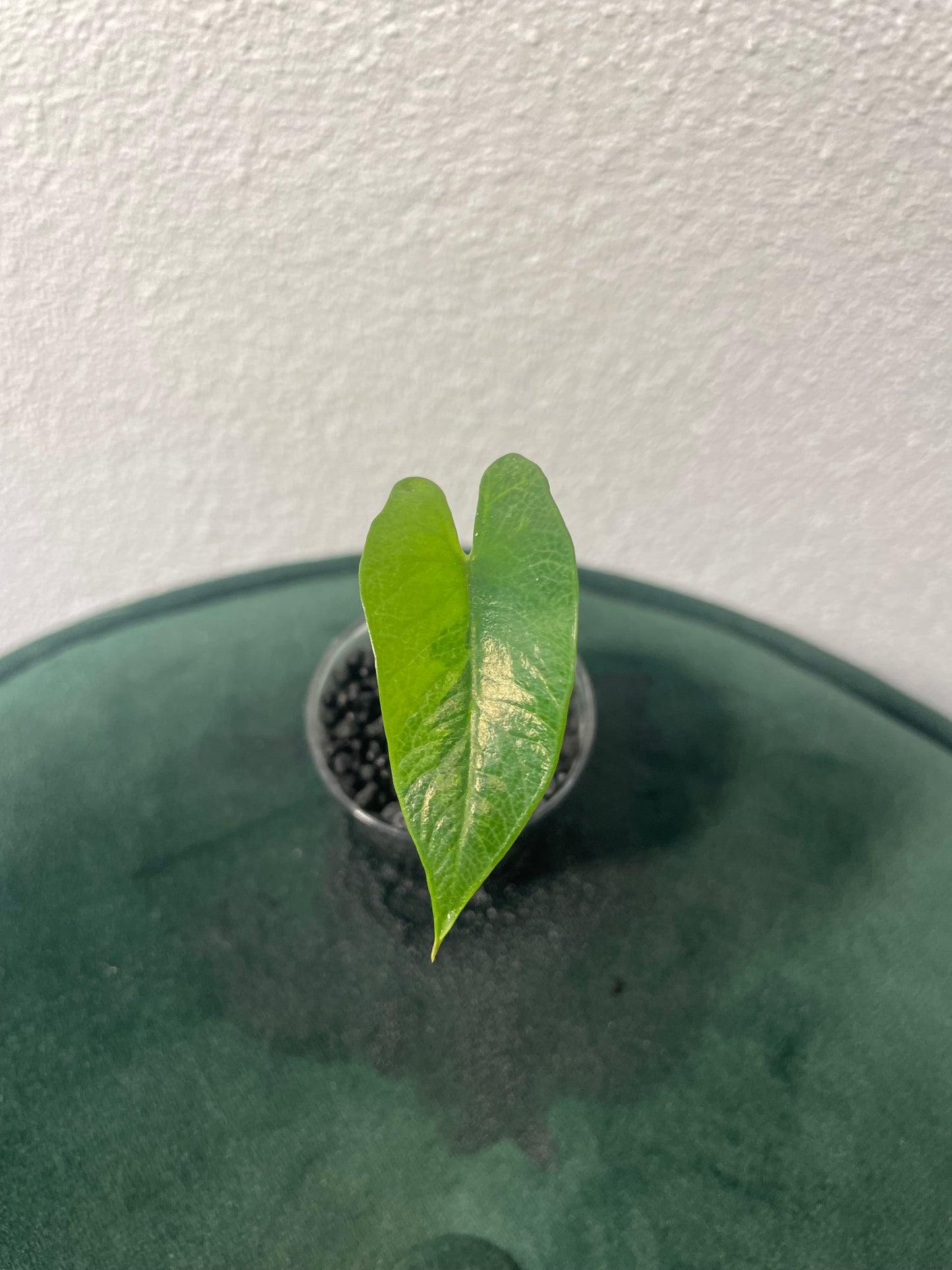Alocasia Scalprum Aurea