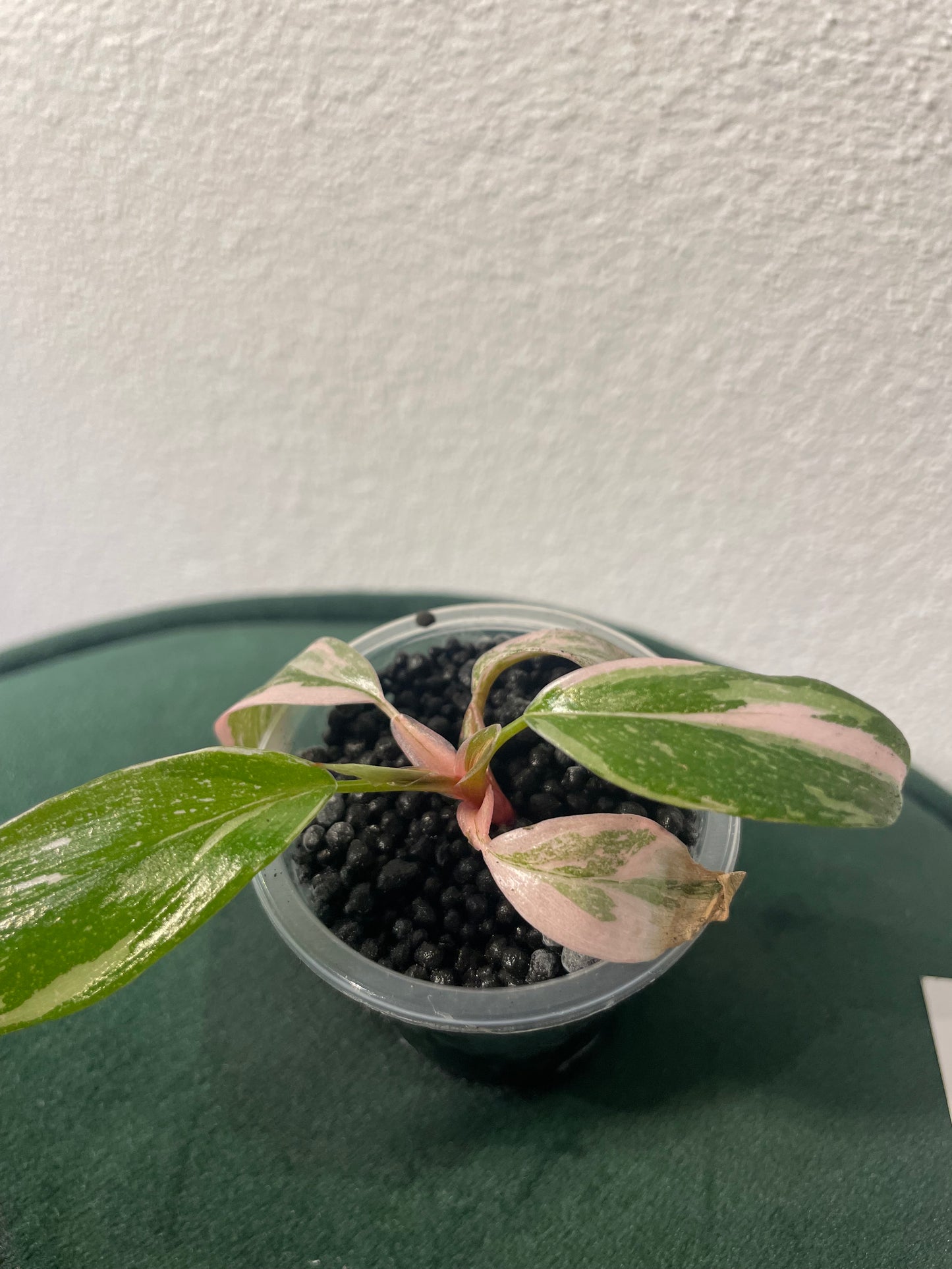 Philodendron Pink Princess