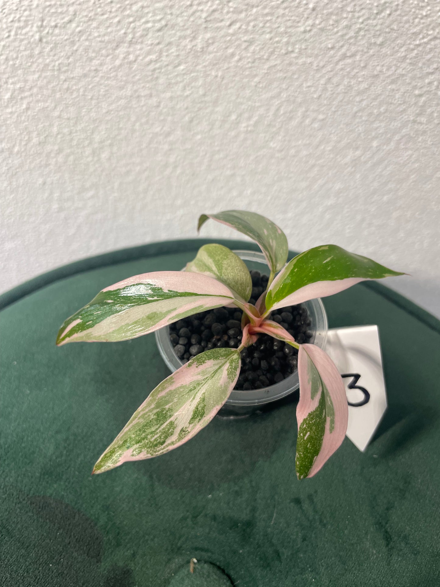 Philodendron Pink Princess
