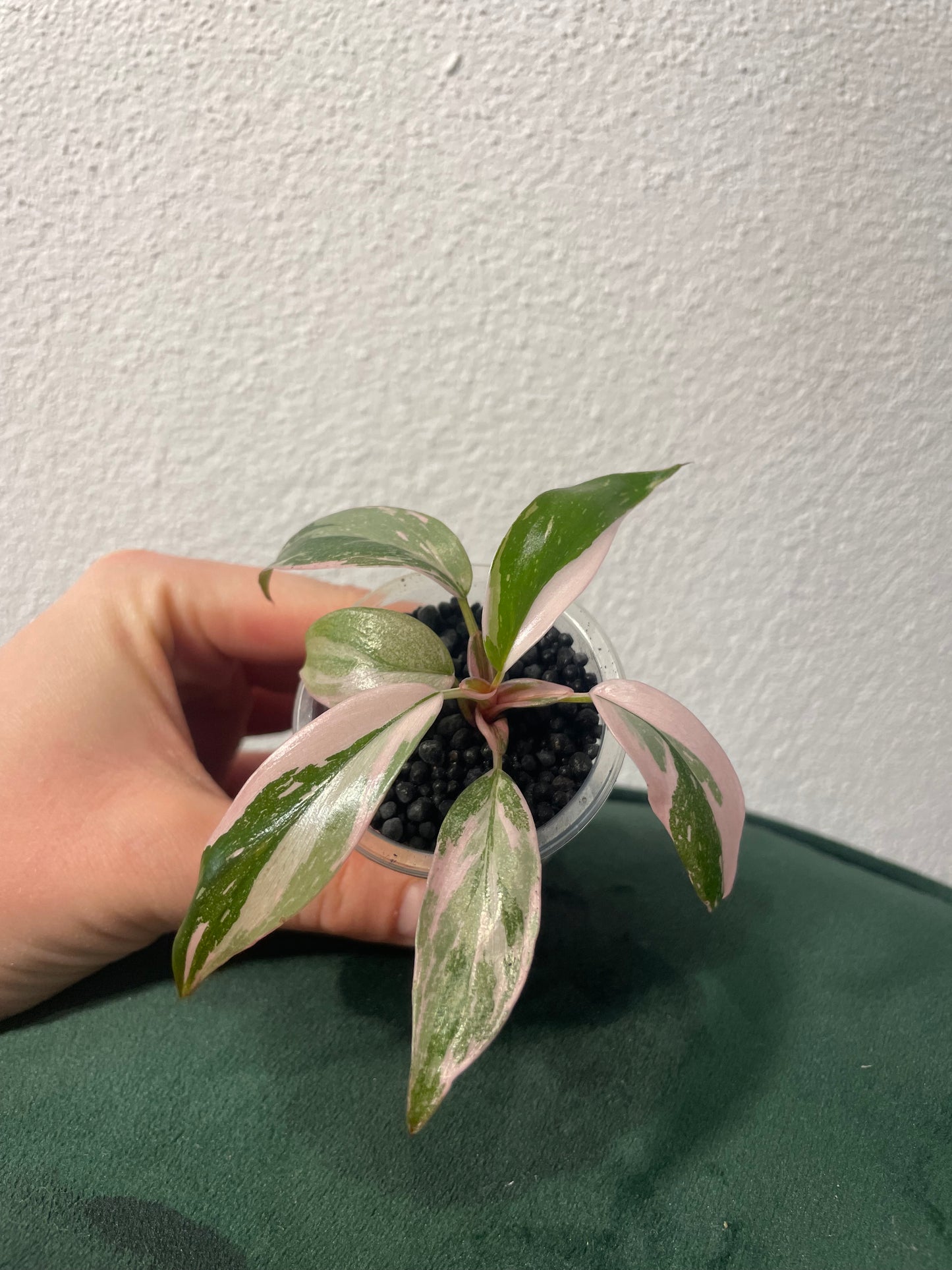 Philodendron Pink Princess