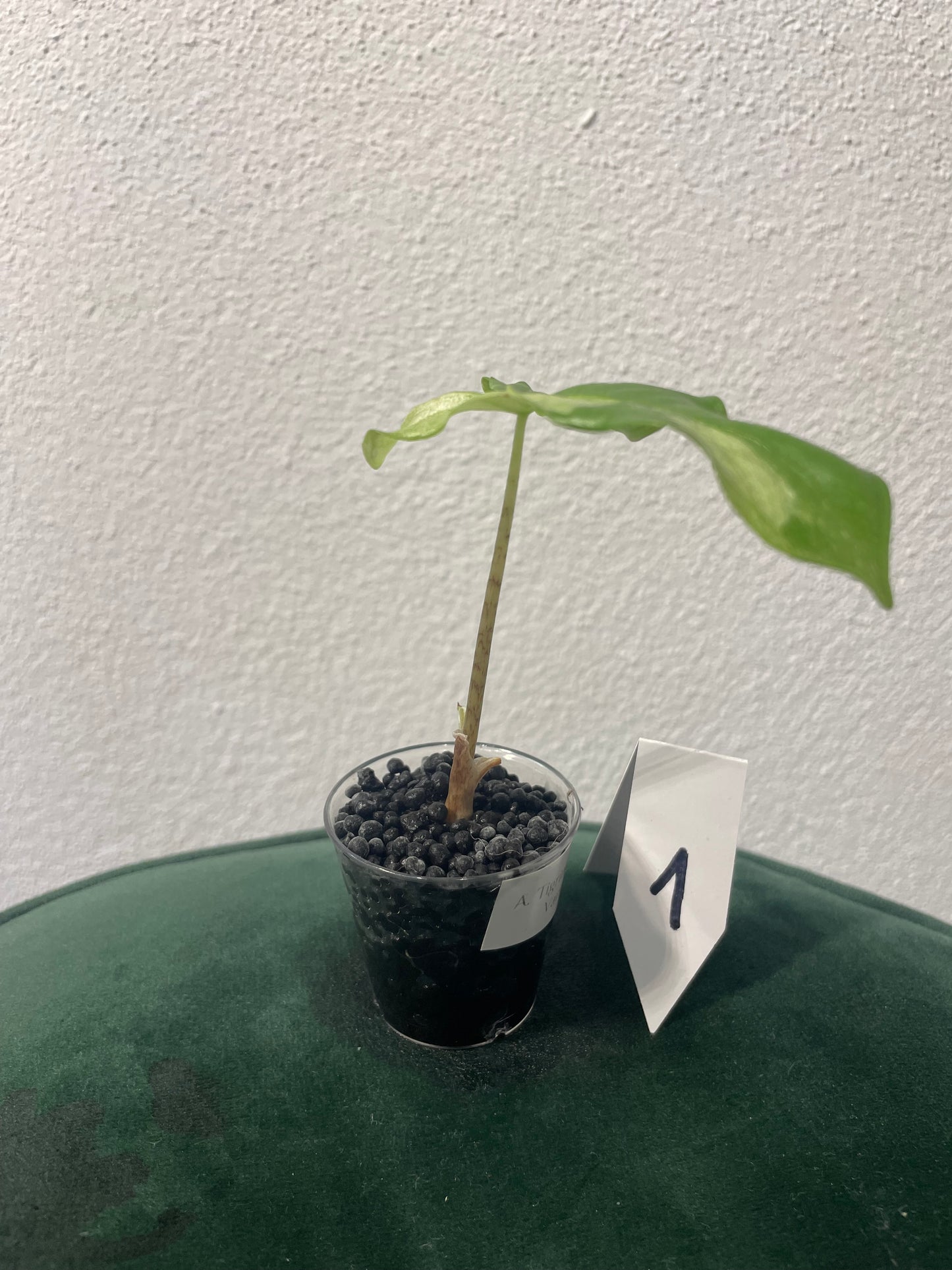 Alocasia Tigrina Superba Variegata
