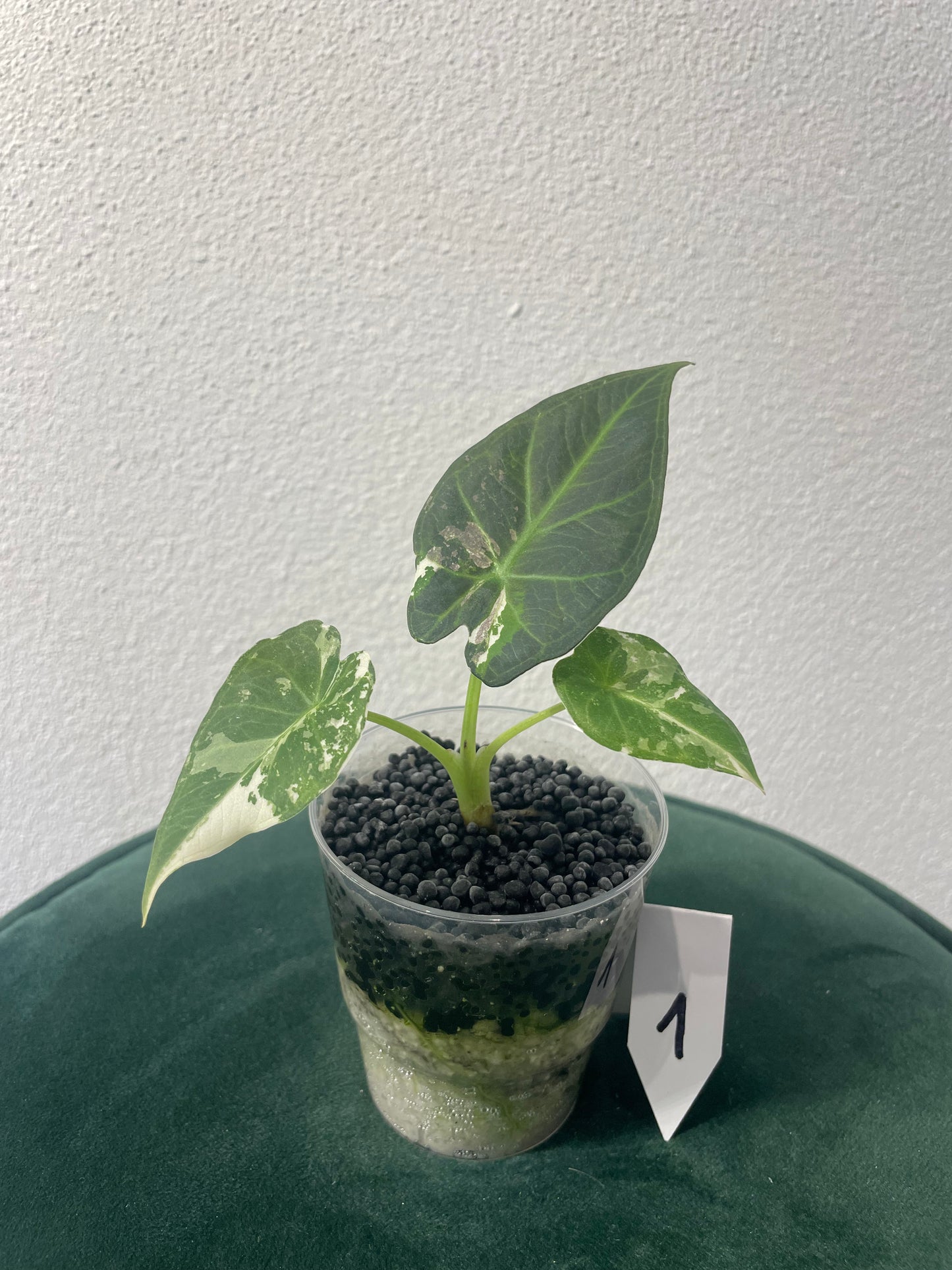 Alocasia Regal Shield Albo Variegata