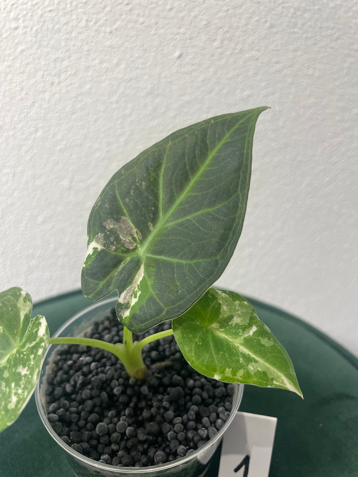 Alocasia Regal Shield Albo Variegata