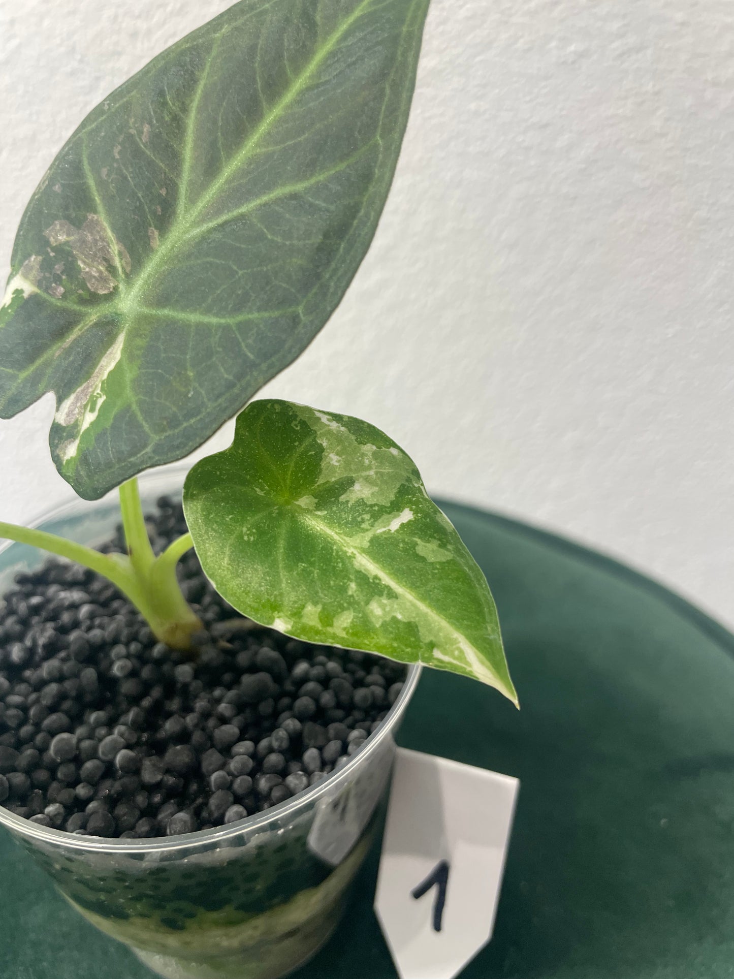 Alocasia Regal Shield Albo Variegata