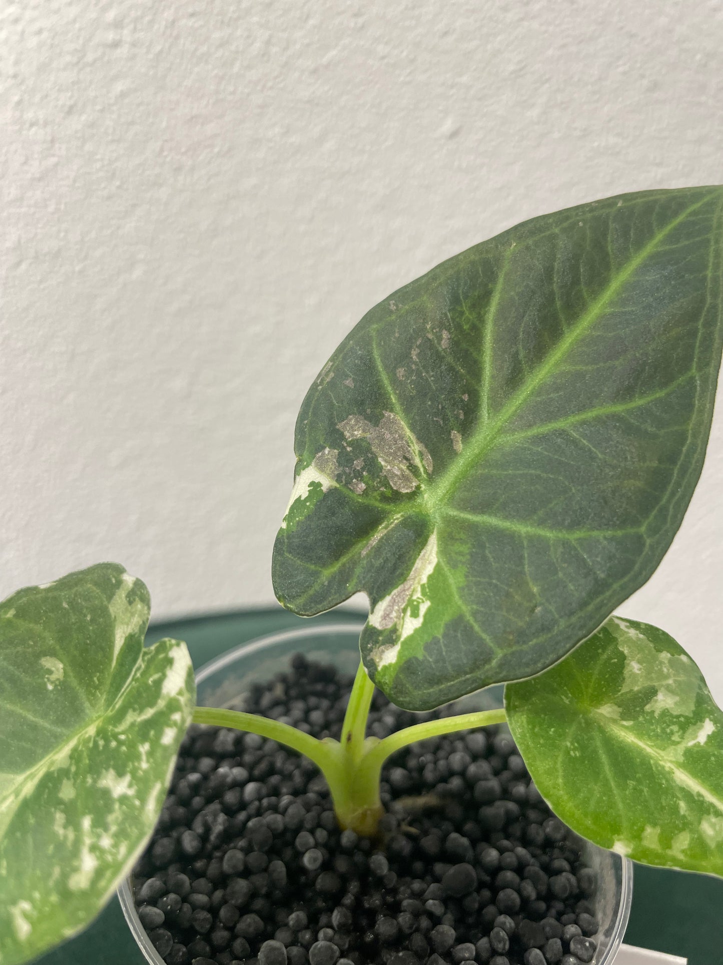 Alocasia Regal Shield Albo Variegata