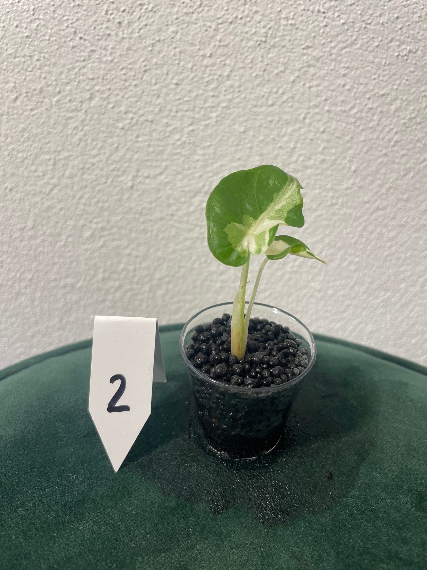 Alocasia Regal Shield Albo Variegata