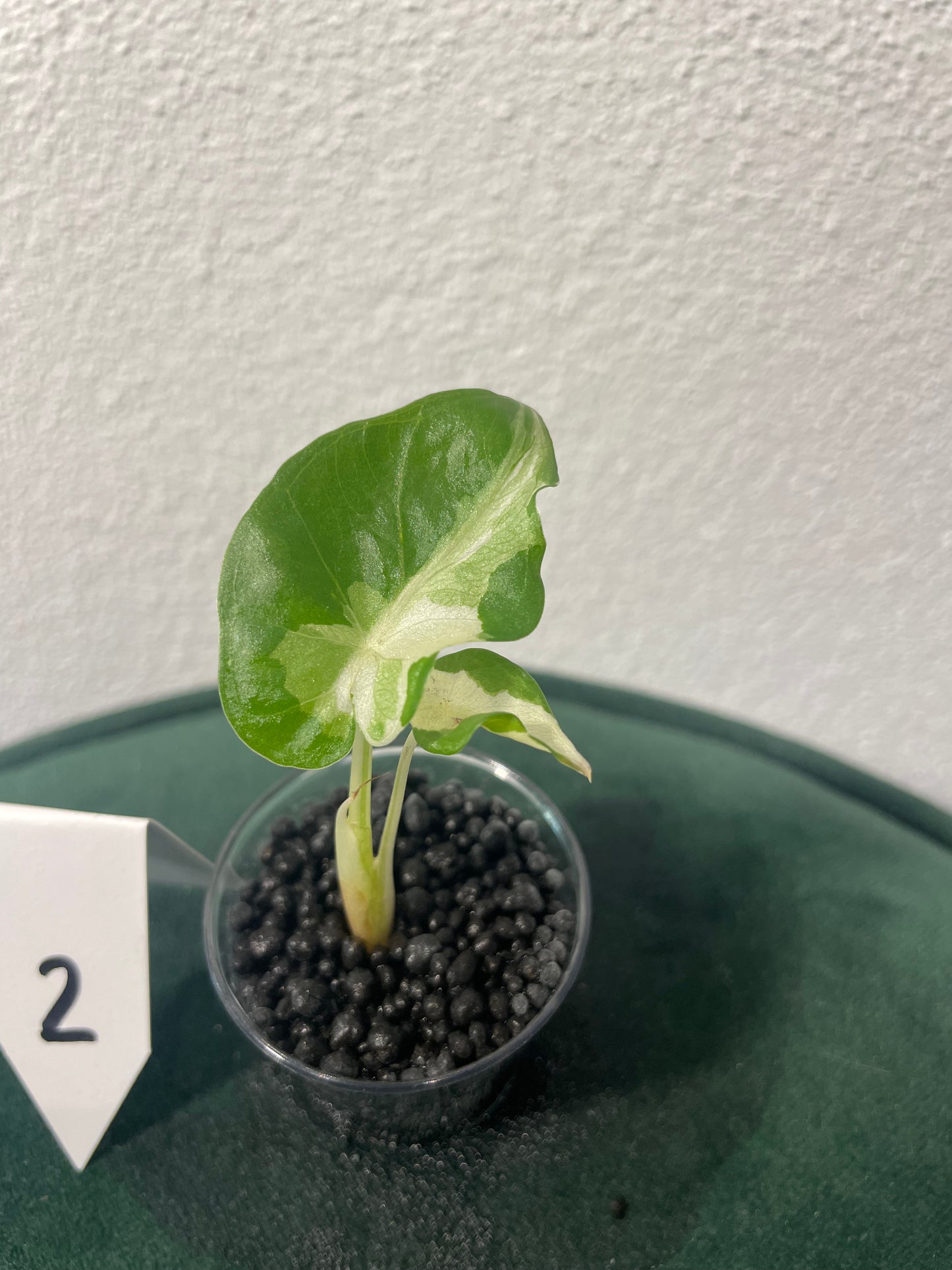 Alocasia Regal Shield Albo Variegata