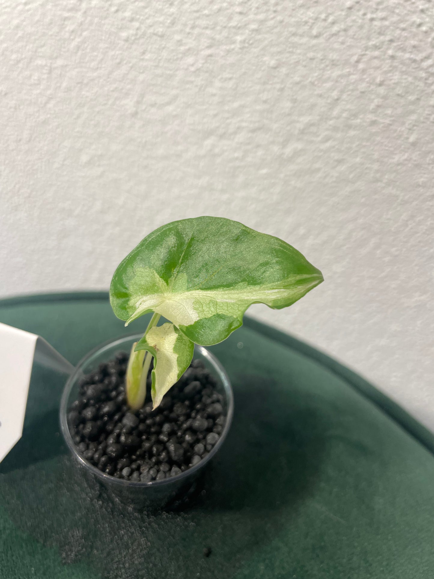 Alocasia Regal Shield Albo Variegata