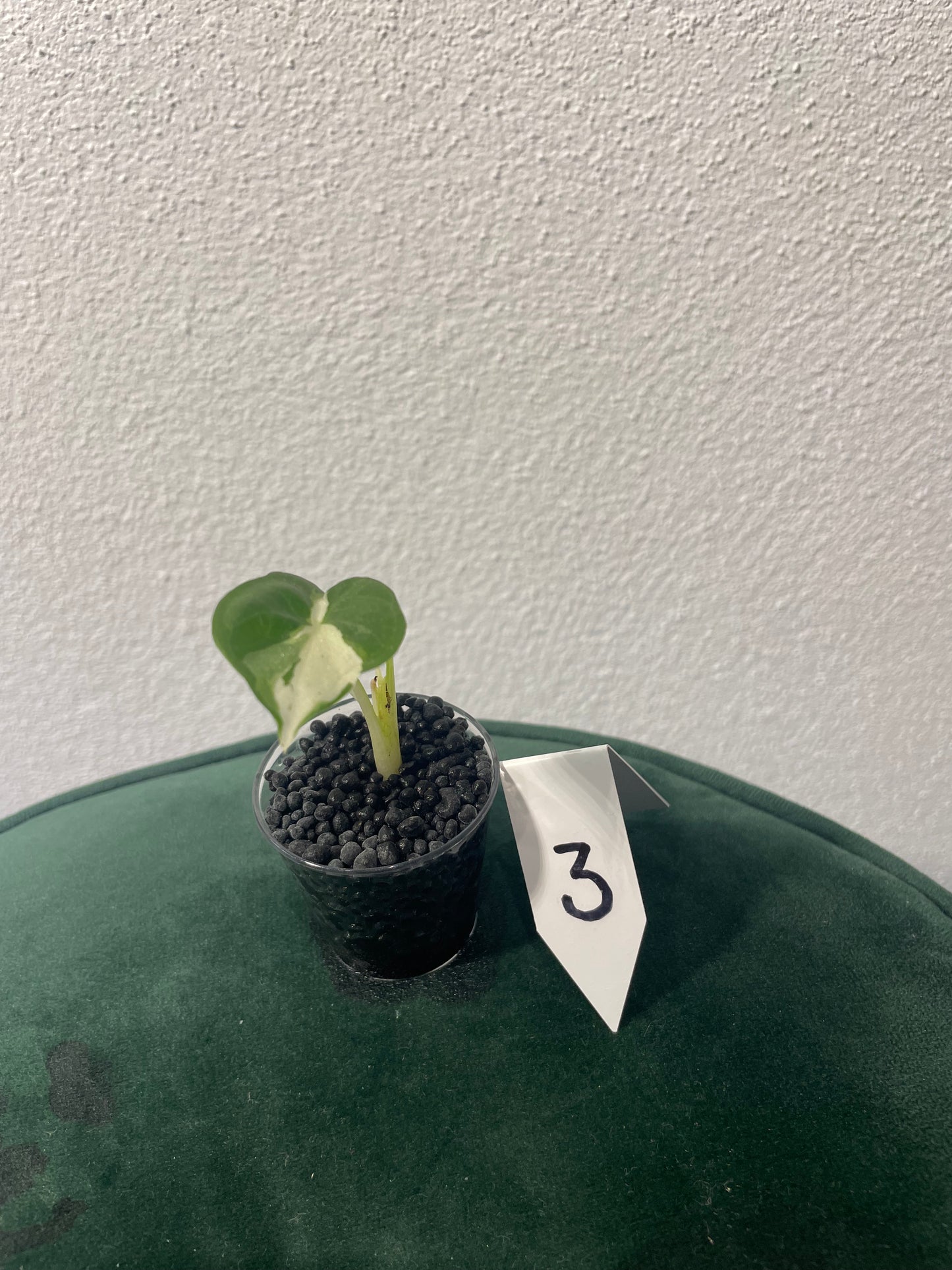 Alocasia Regal Shield Albo Variegata