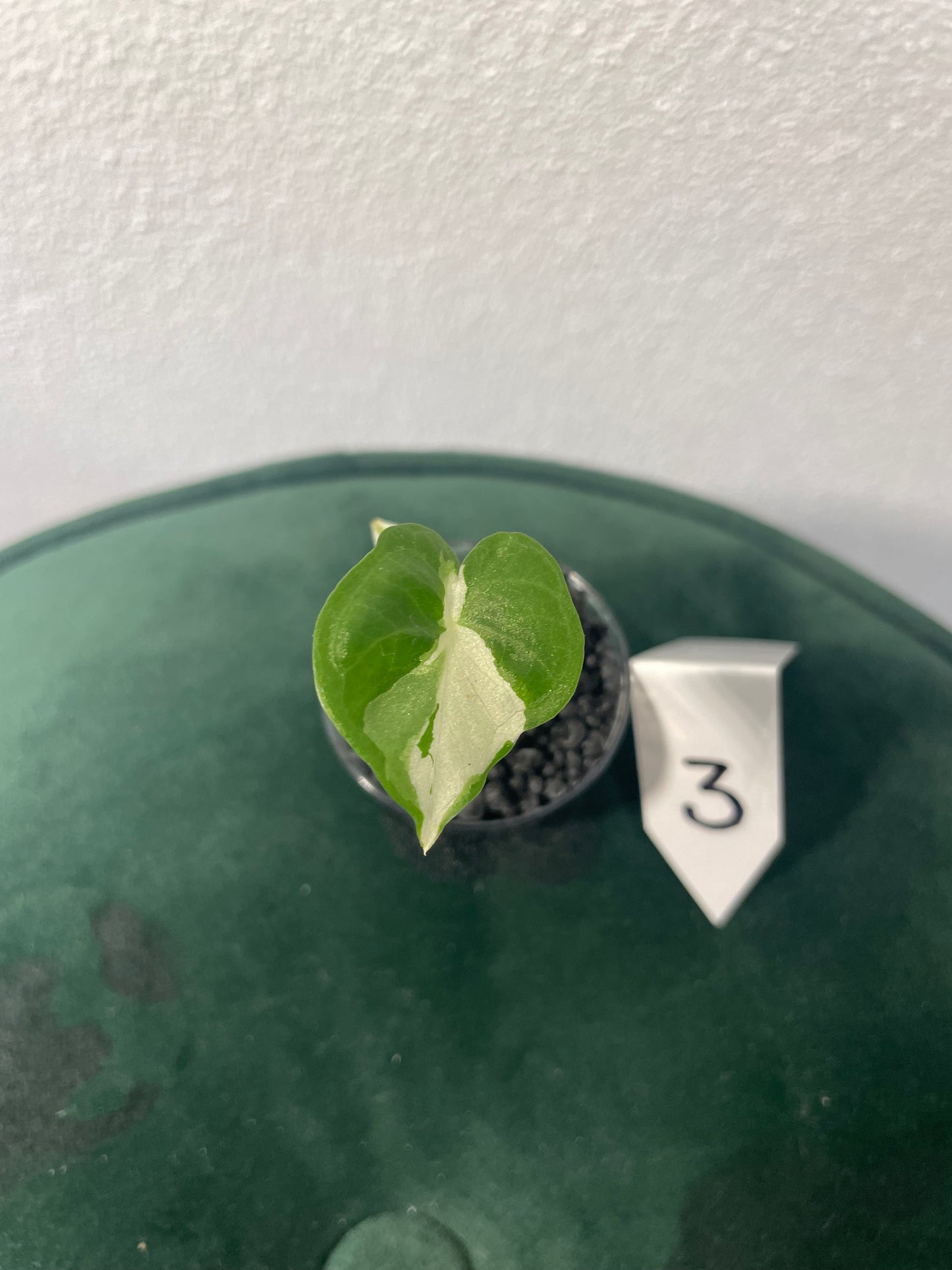 Alocasia Regal Shield Albo Variegata