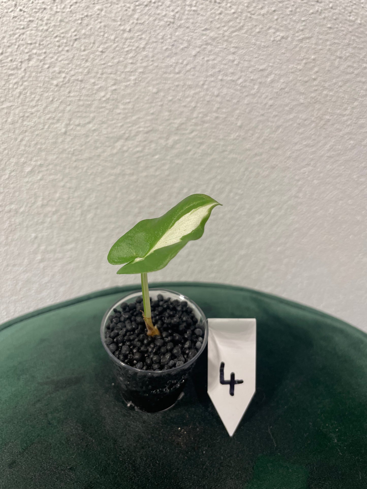 Alocasia Regal Shield Albo Variegata