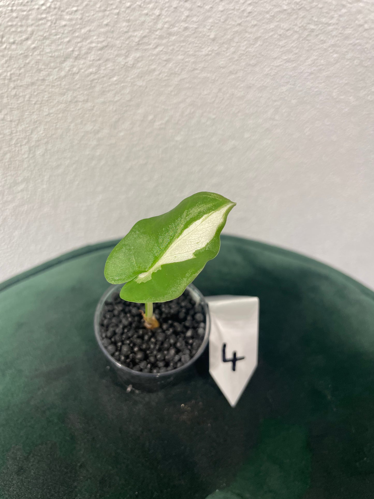 Alocasia Regal Shield Albo Variegata