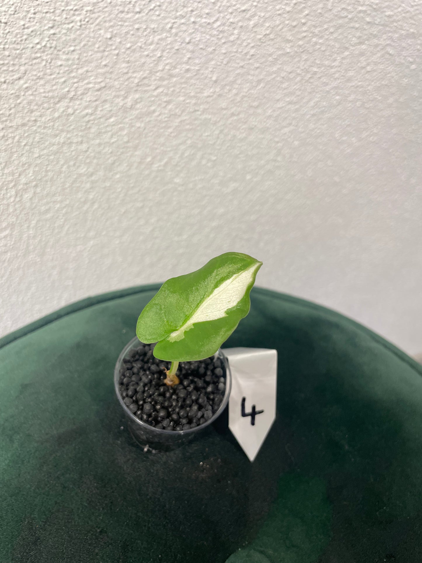 Alocasia Regal Shield Albo Variegata