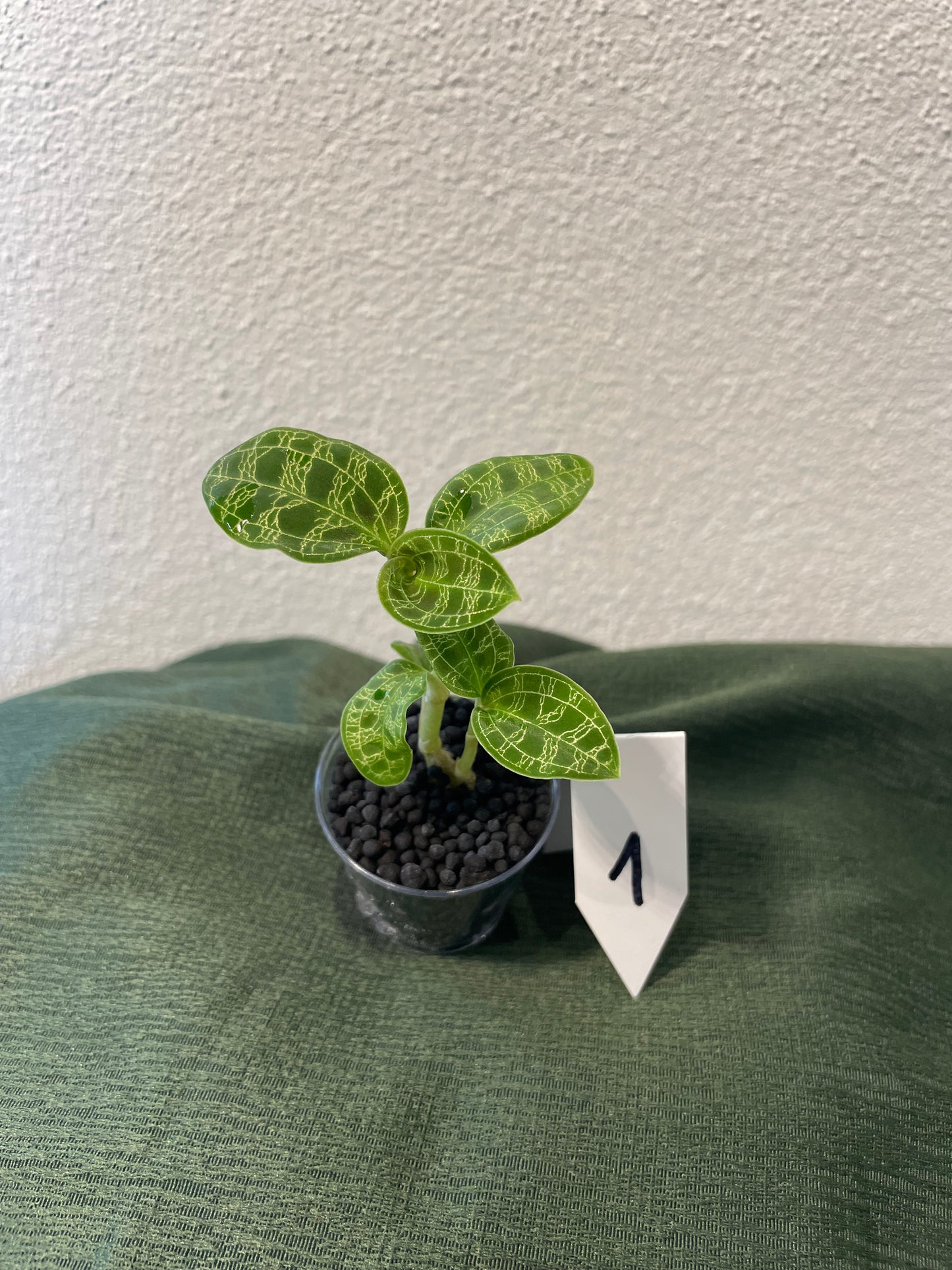 Macodes Petola "Juwelorchidee"