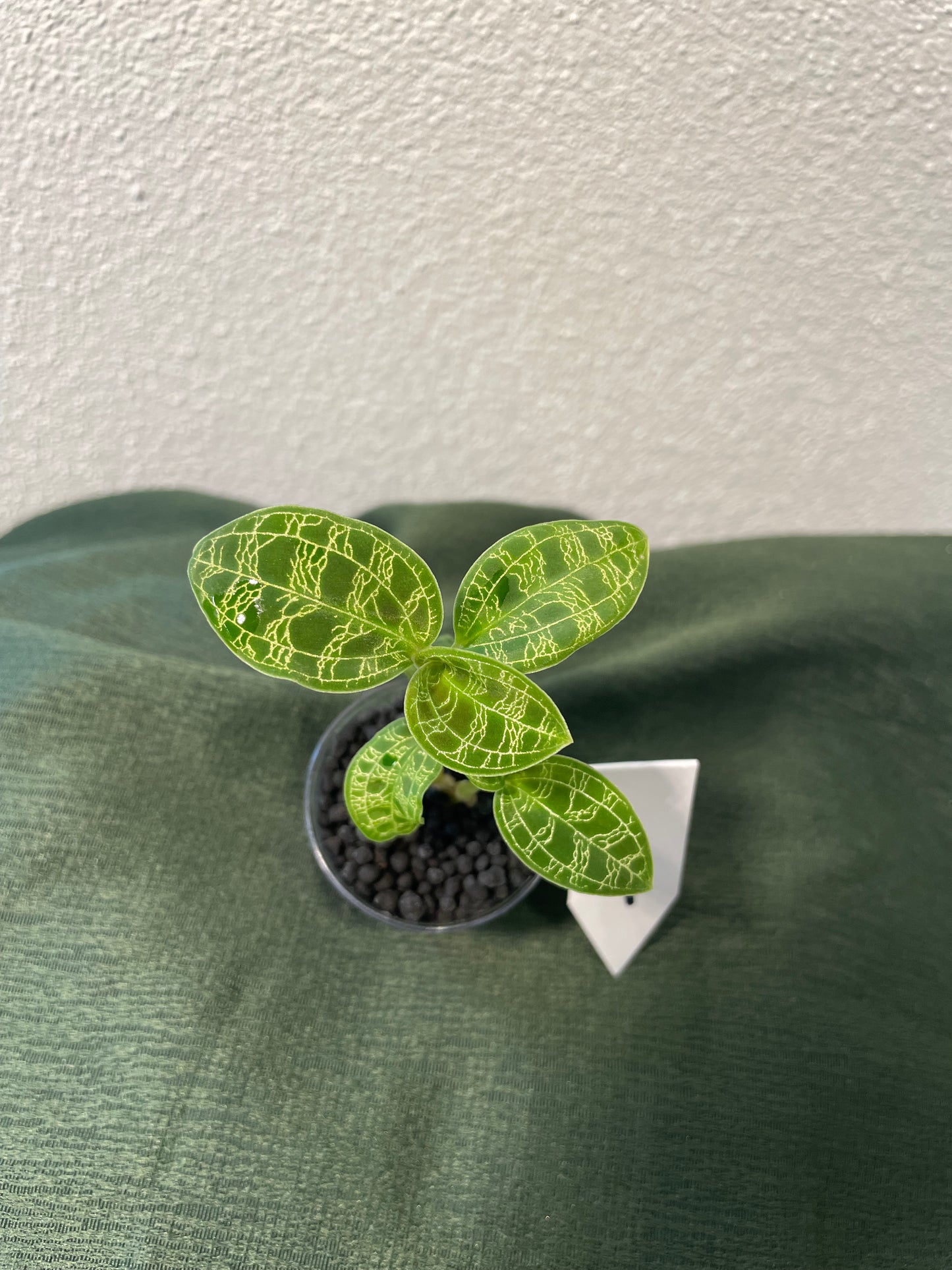 Macodes Petola "Juwelorchidee"