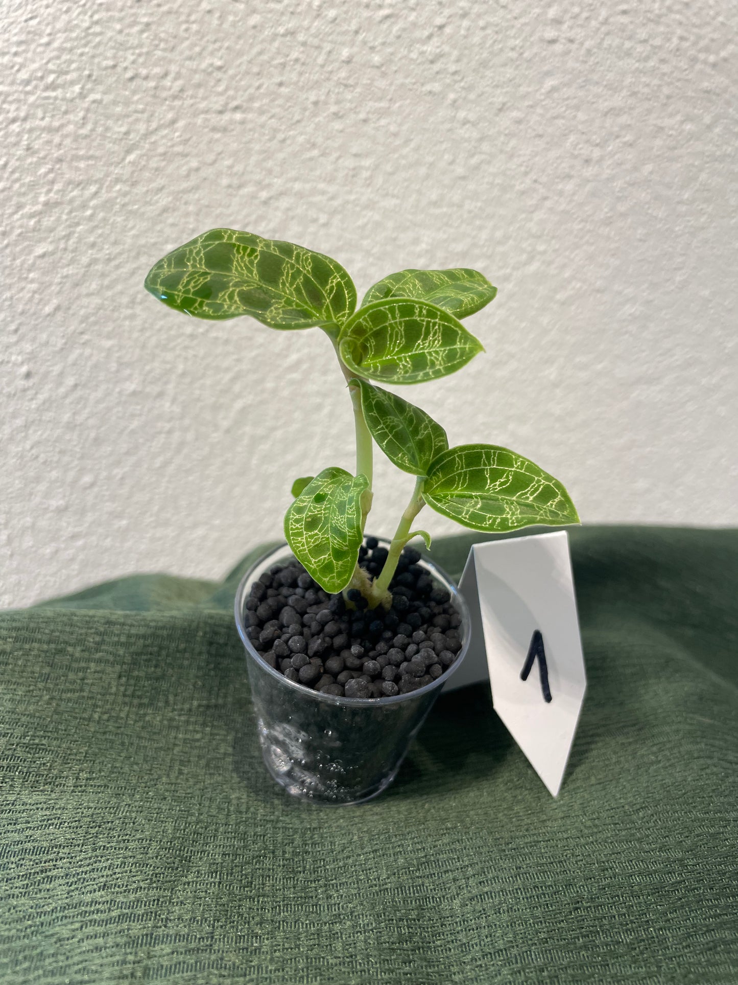 Macodes Petola "Juwelorchidee"