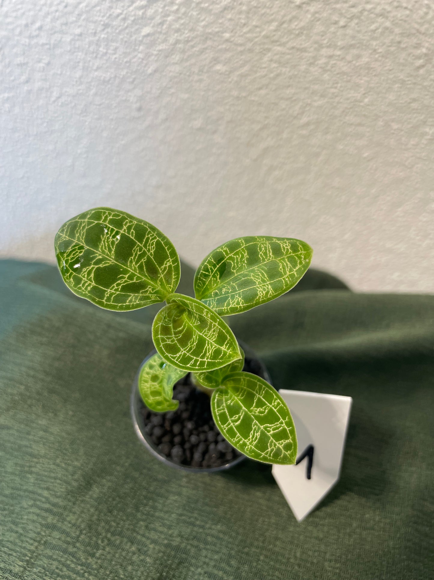 Macodes Petola "Juwelorchidee"