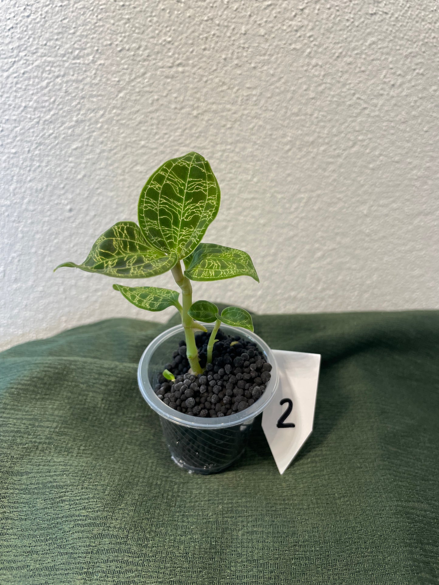 Macodes Petola "Juwelorchidee"