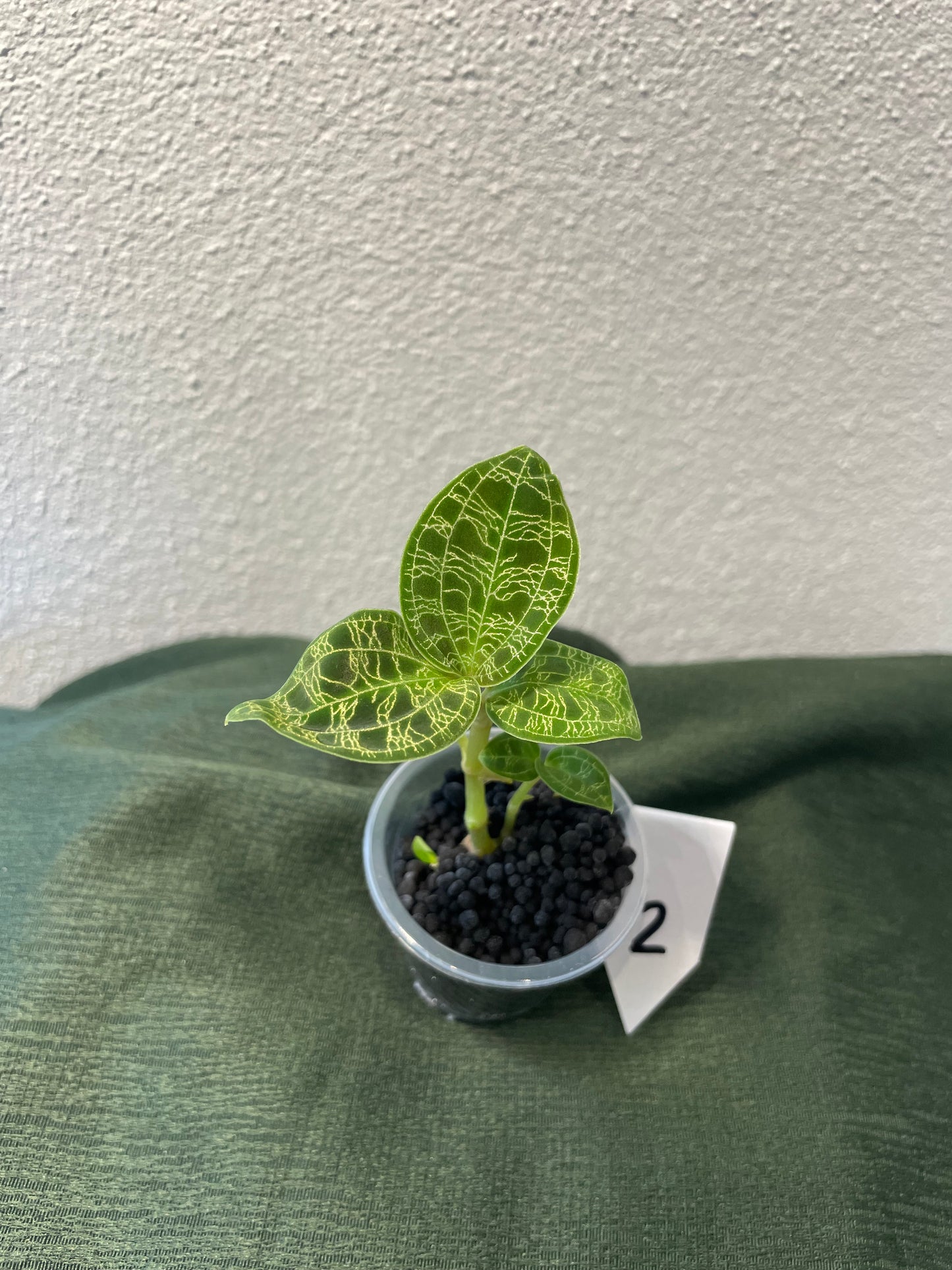 Macodes Petola "Juwelorchidee"