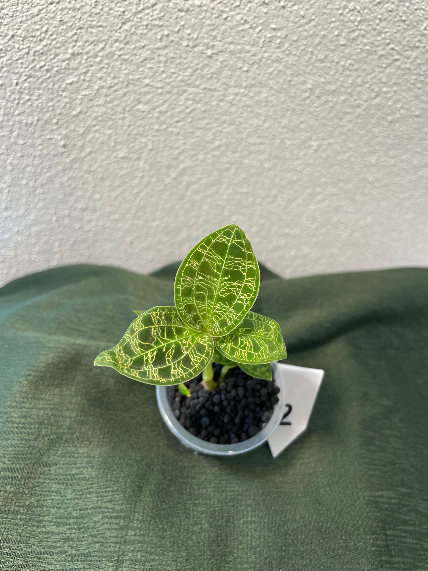 Macodes Petola "Juwelorchidee"