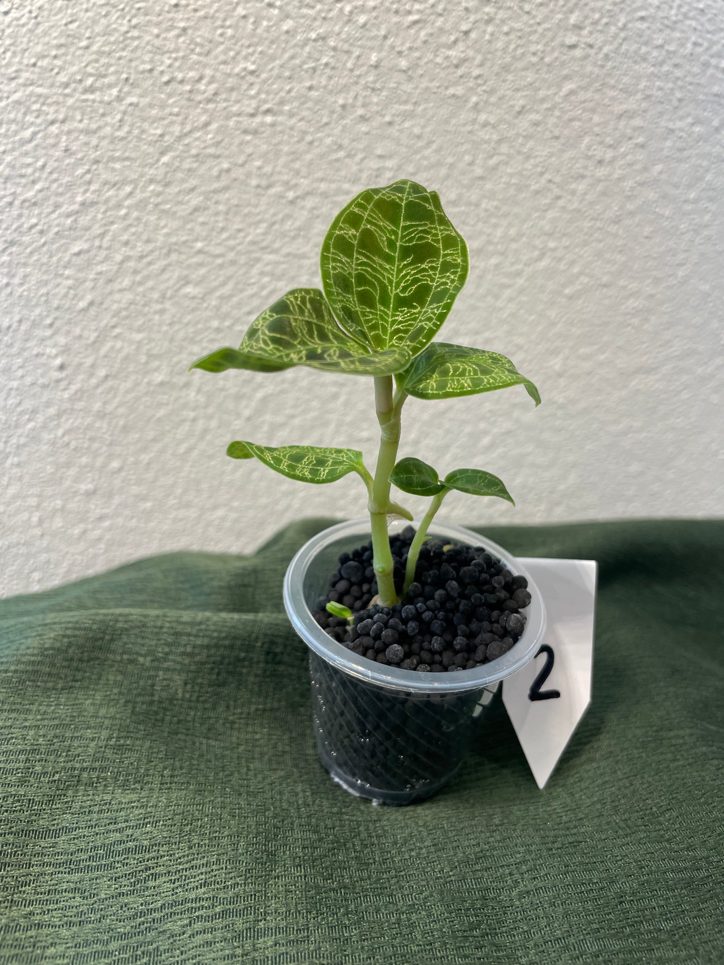 Macodes Petola "Juwelorchidee"