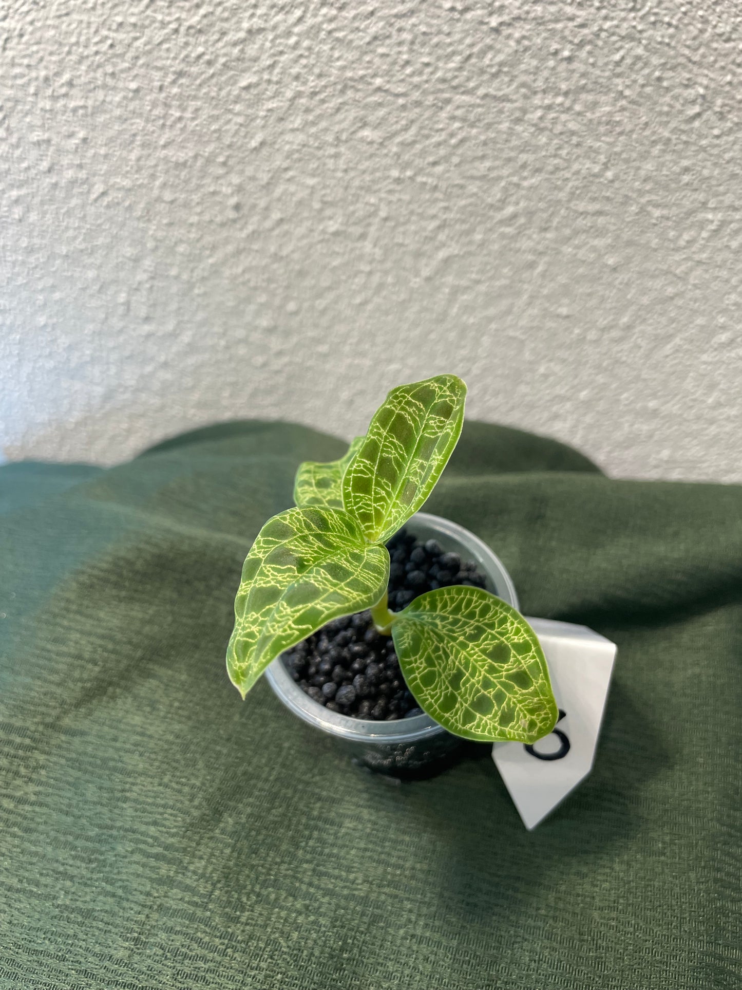 Macodes Petola "Juwelorchidee"