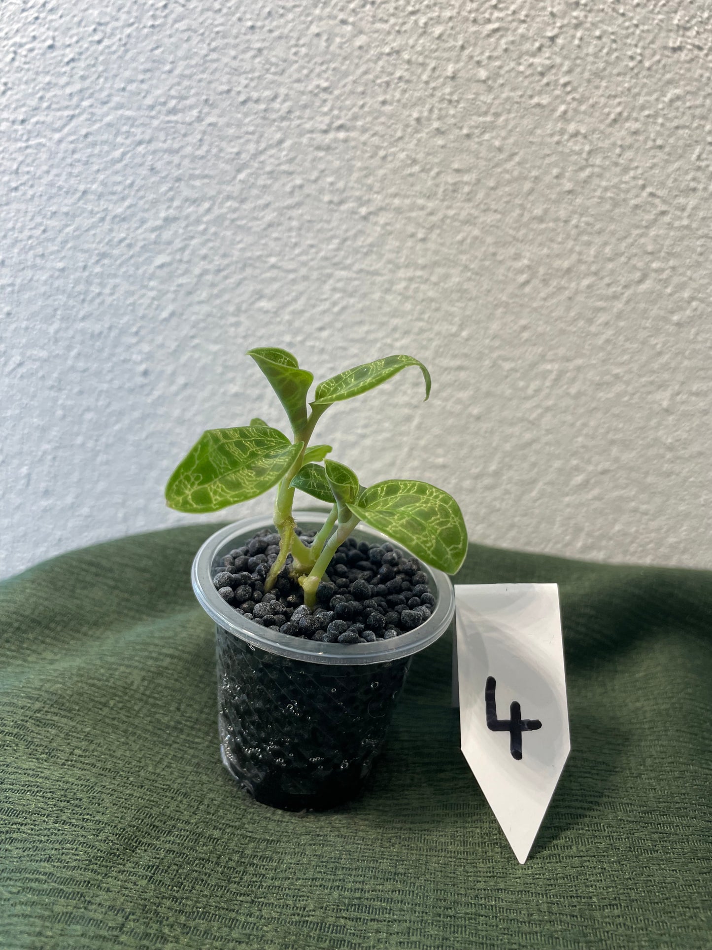 Macodes Petola "Juwelorchidee"