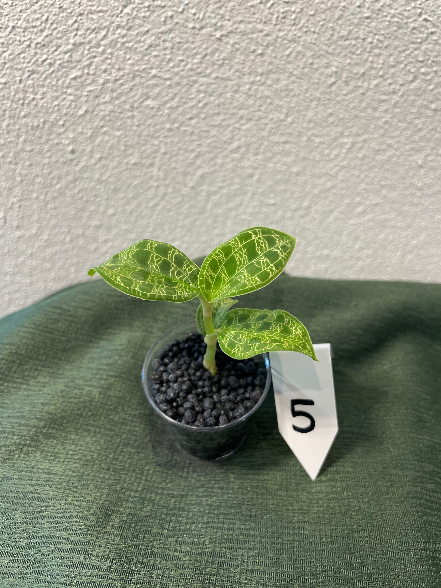 Macodes Petola "Juwelorchidee"