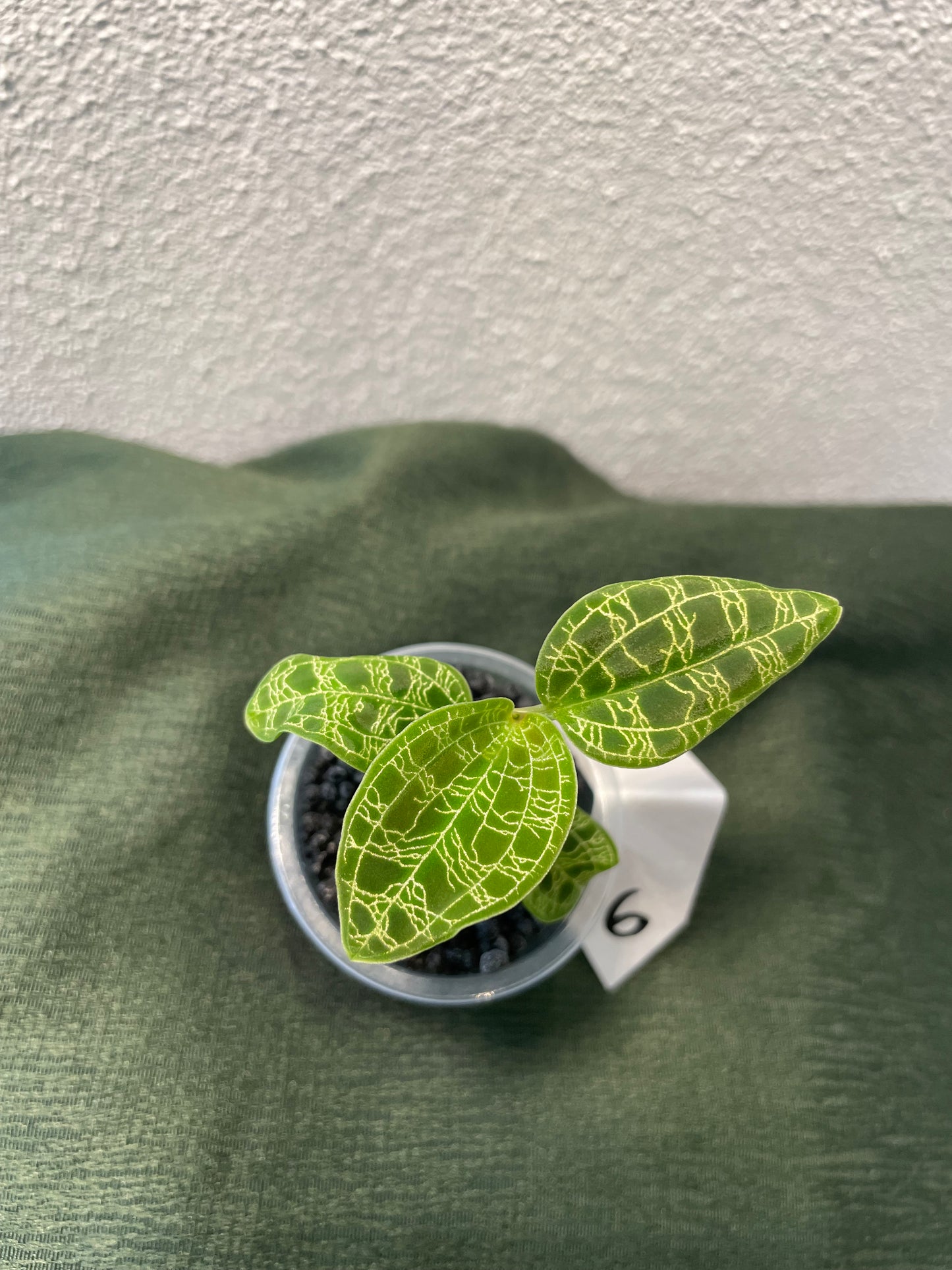 Macodes Petola "Juwelorchidee"