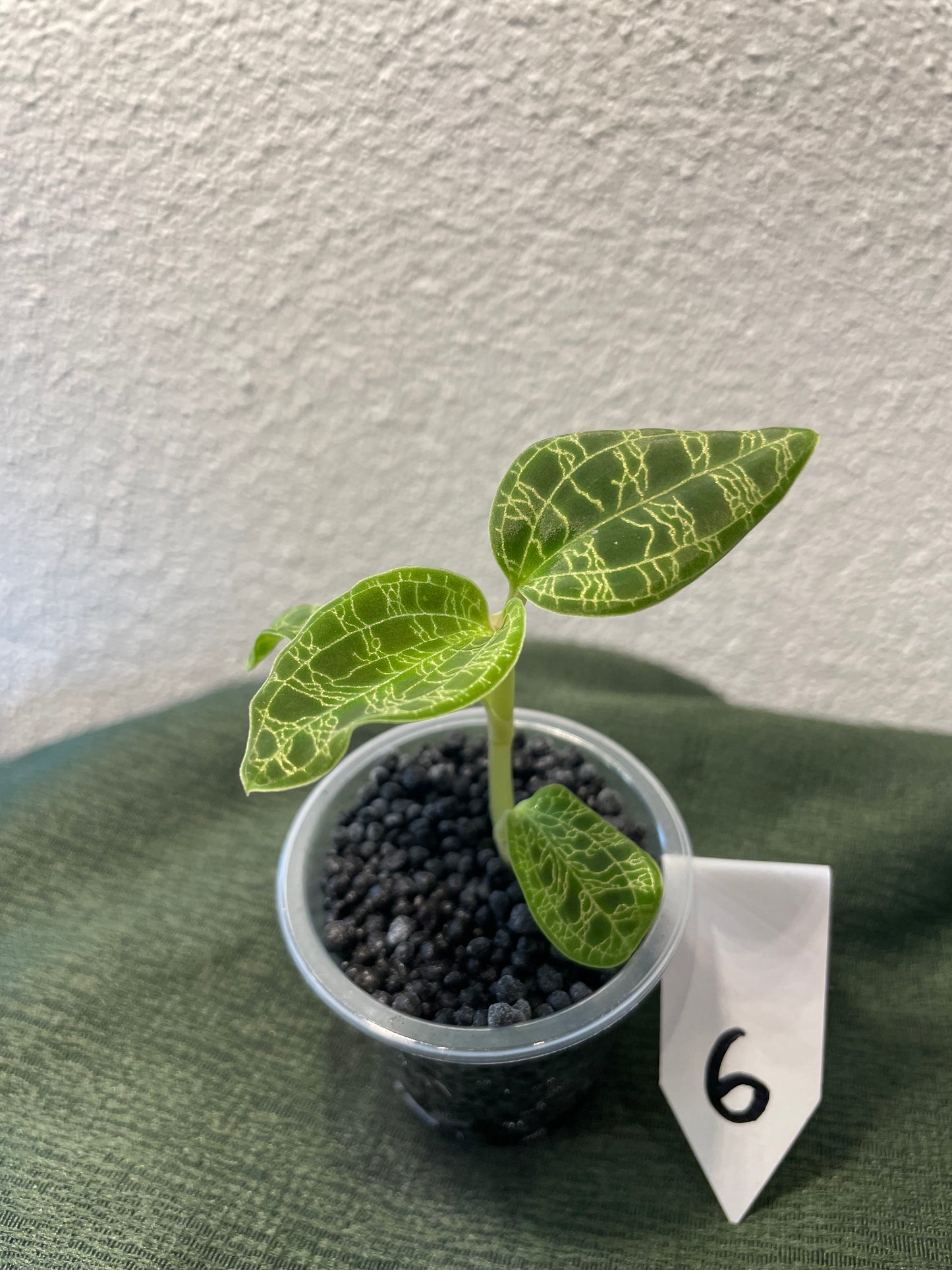Macodes Petola "Juwelorchidee"