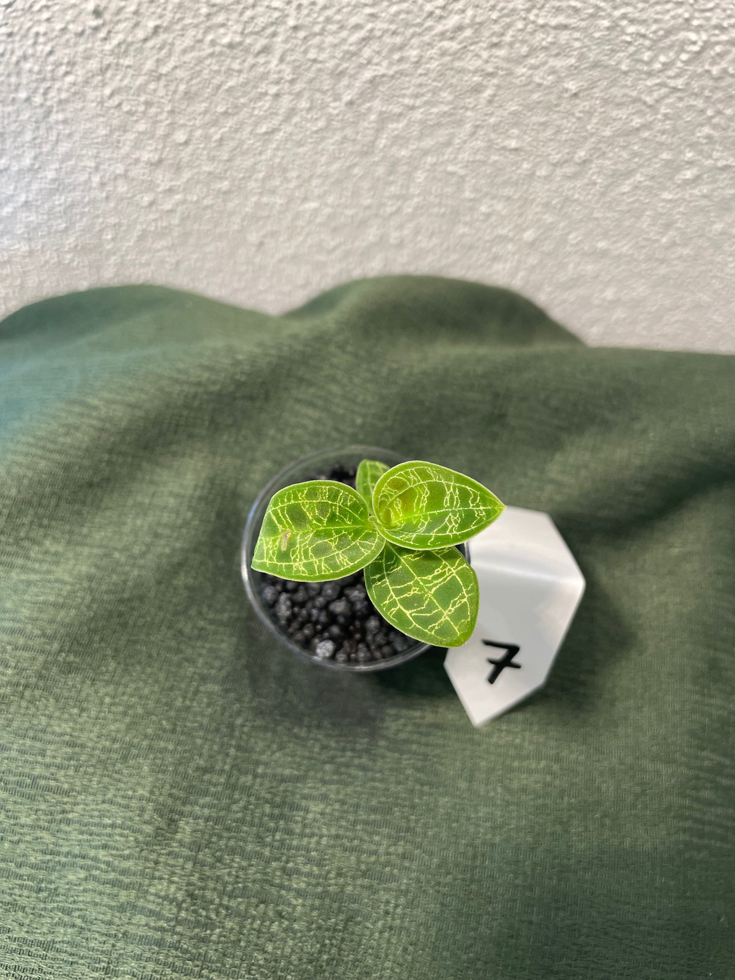 Macodes Petola "Juwelorchidee"
