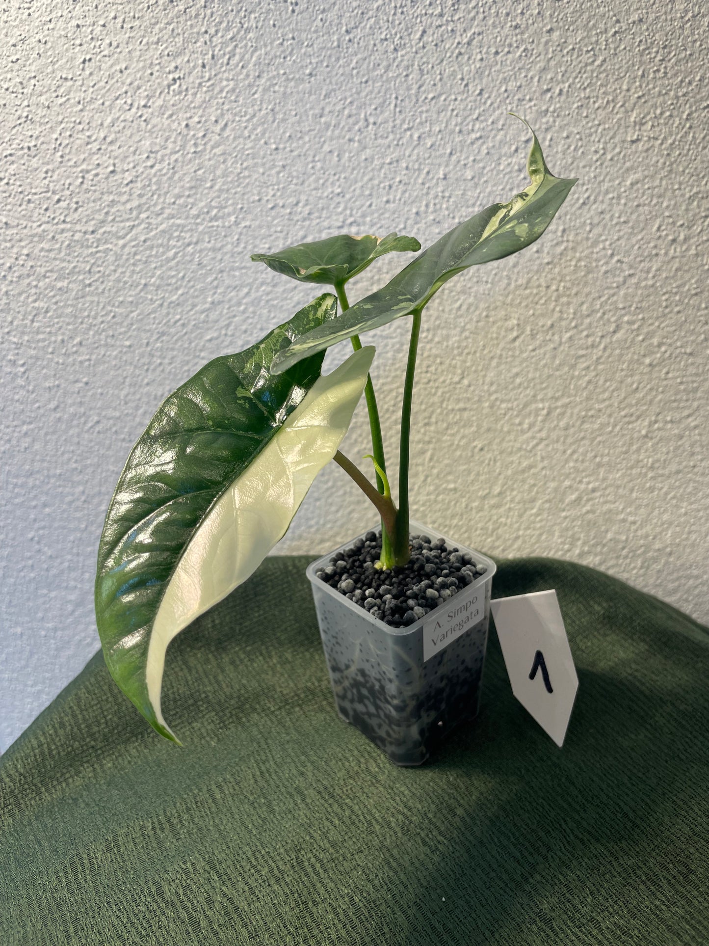Alocasia Simpo Variegata
