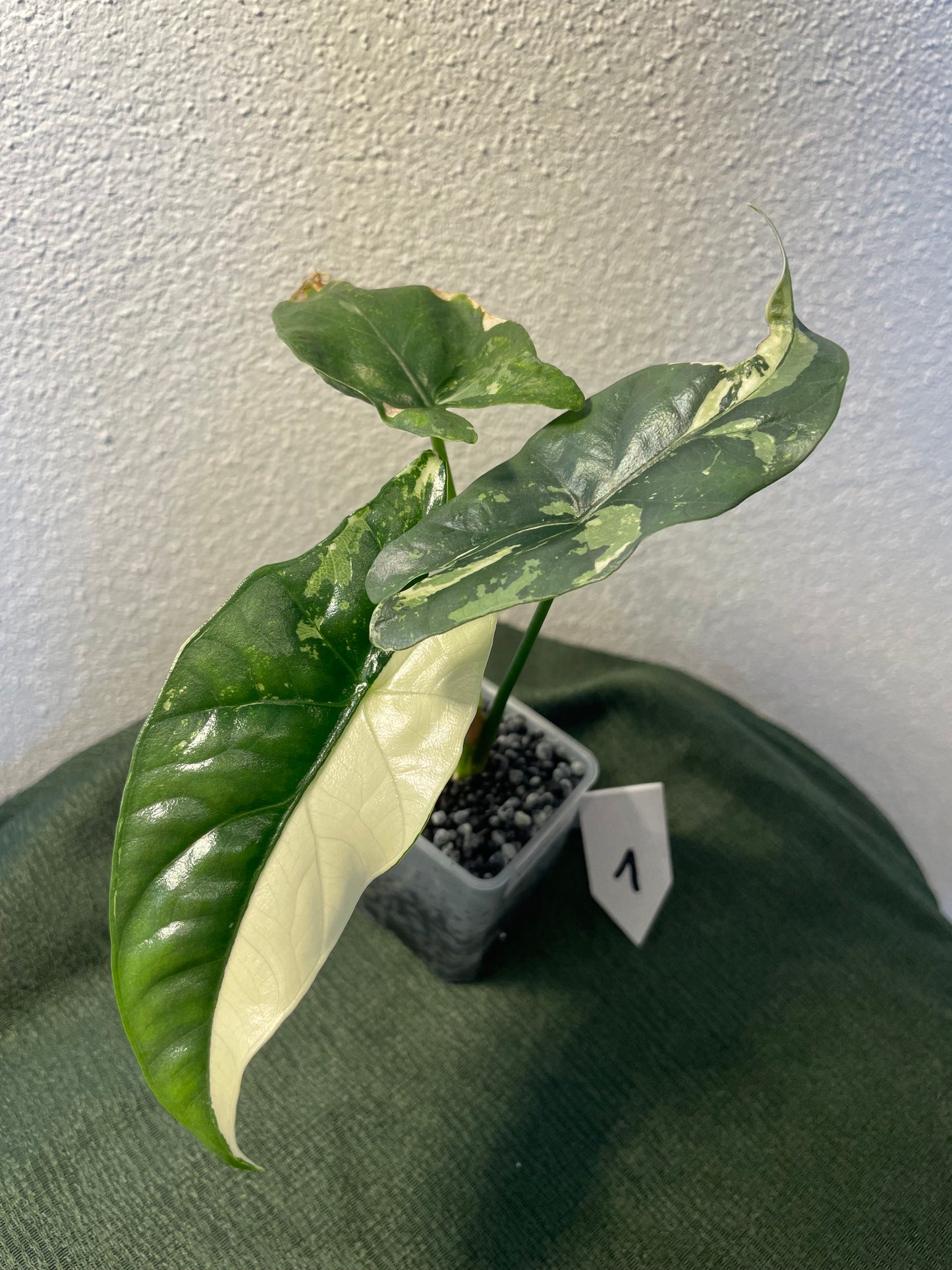Alocasia Simpo Variegata