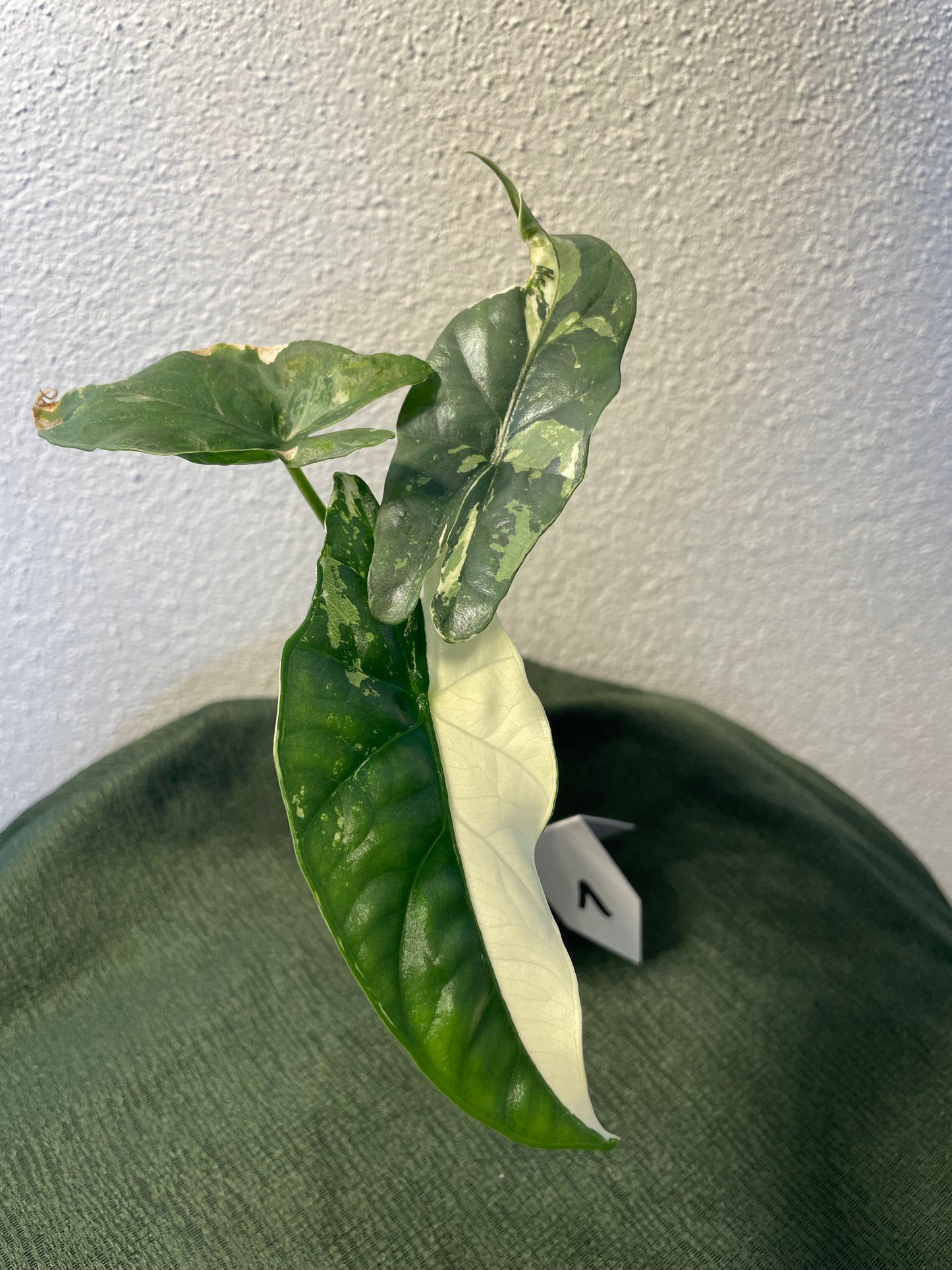 Alocasia Simpo Variegata