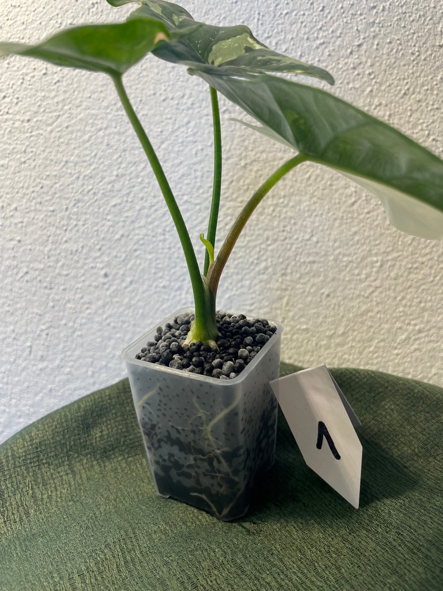 Alocasia Simpo Variegata