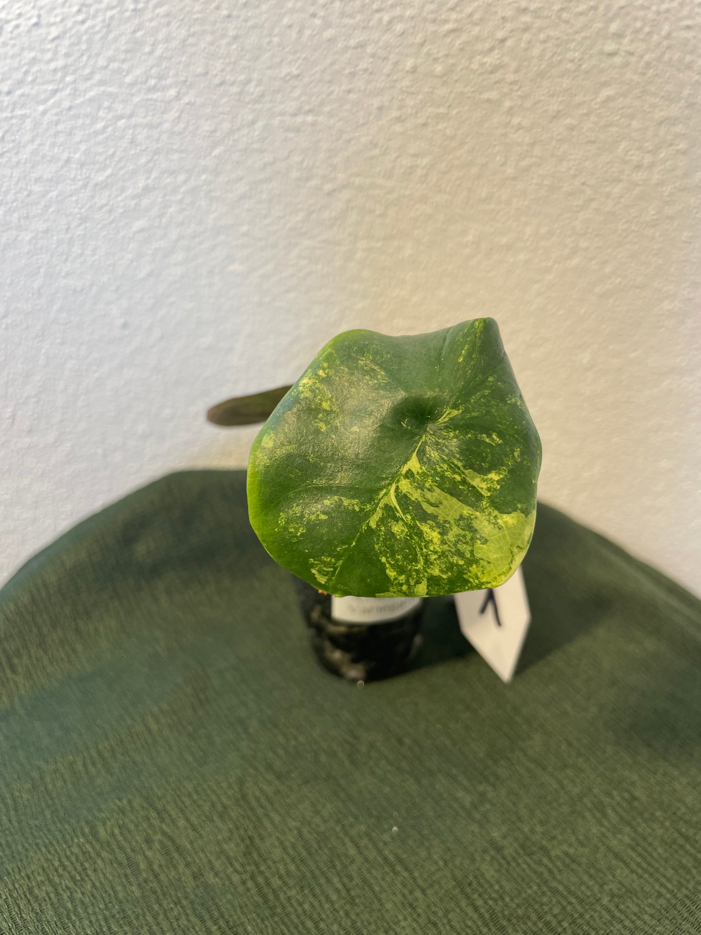 Alocasia Nebula Variegata