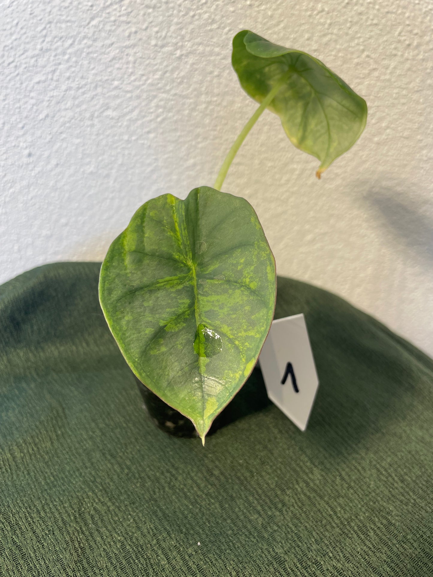 Alocasia Nebula Variegata
